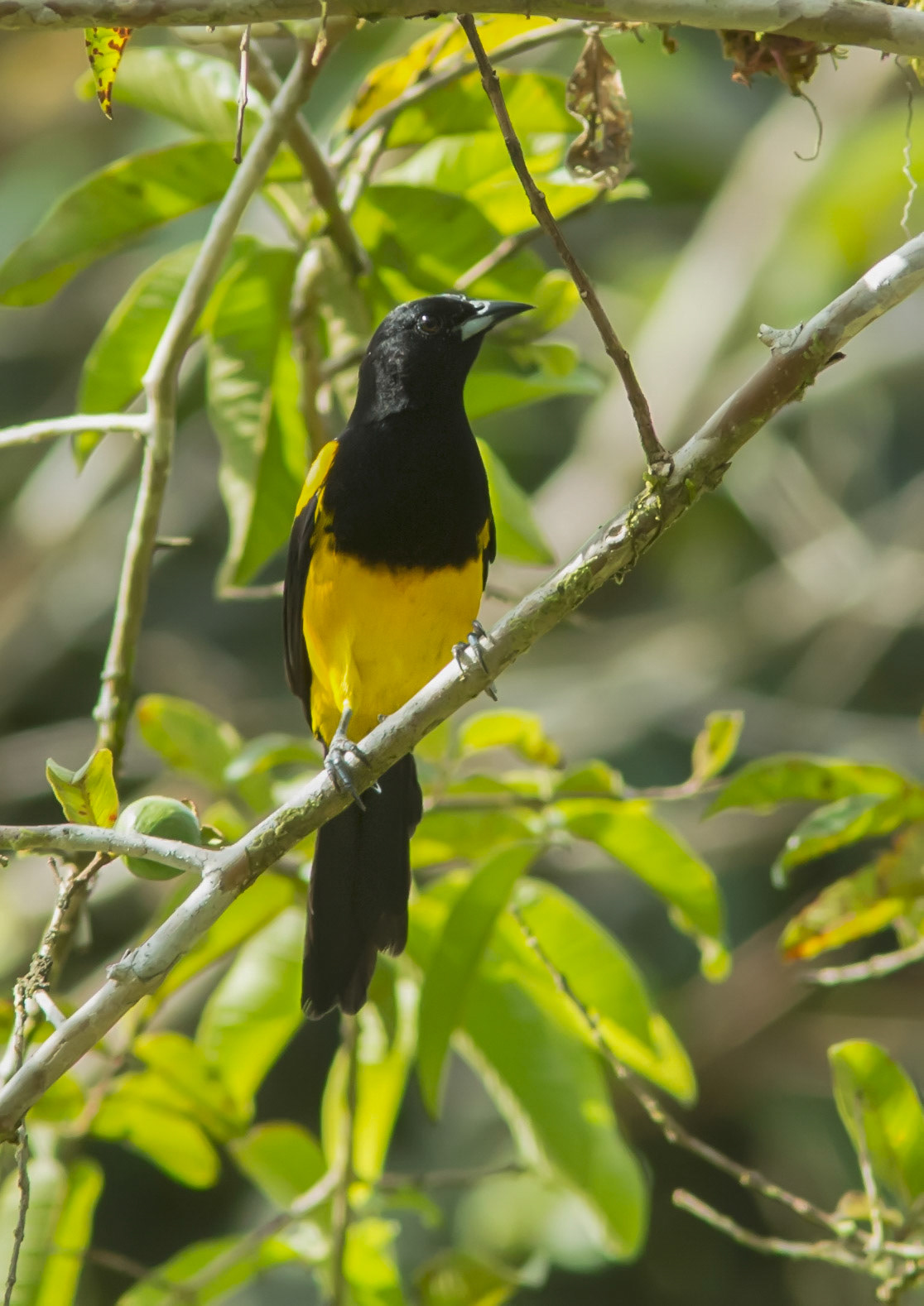 Black-cowled Oriole