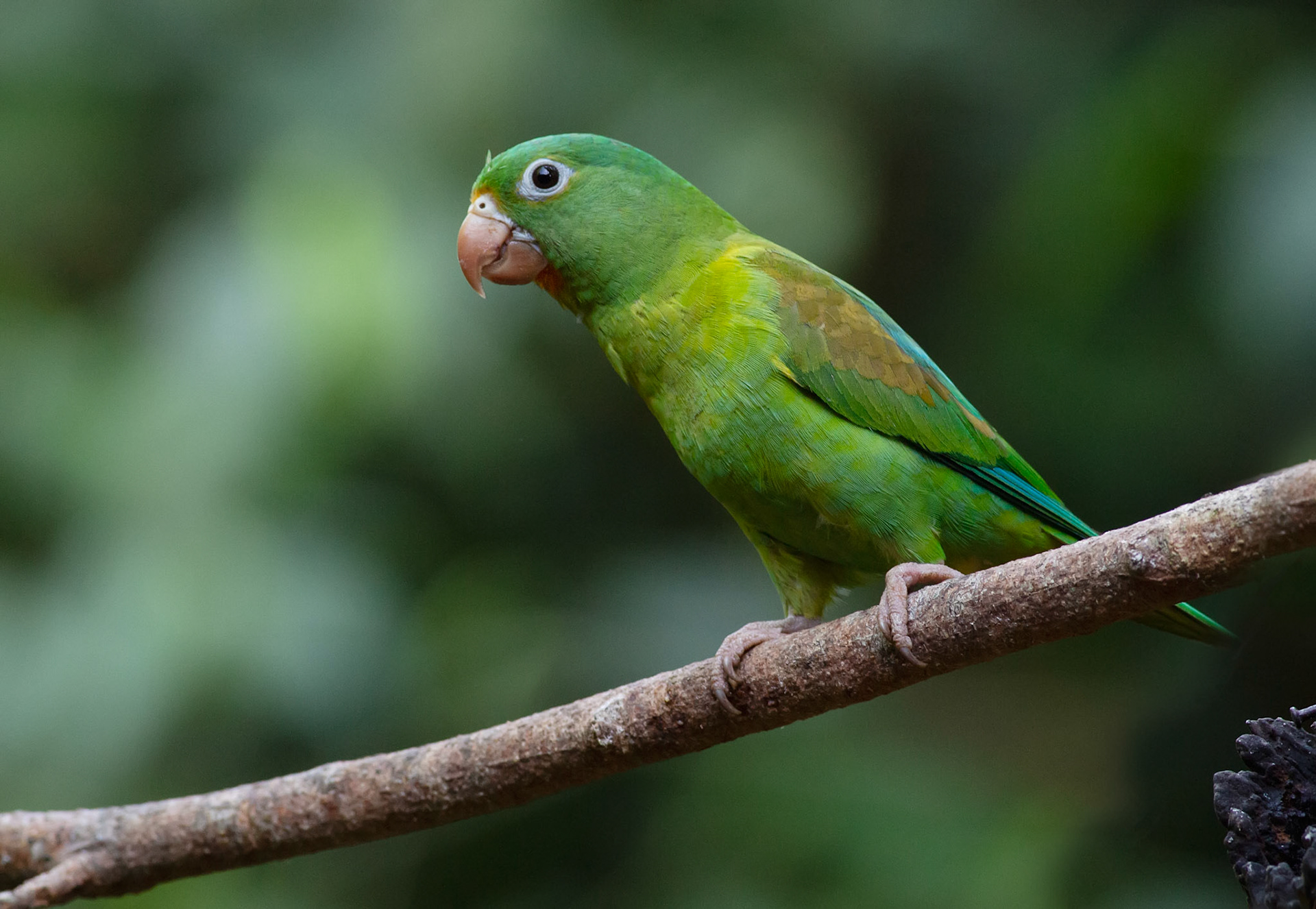 Orange-chinned Parakeet