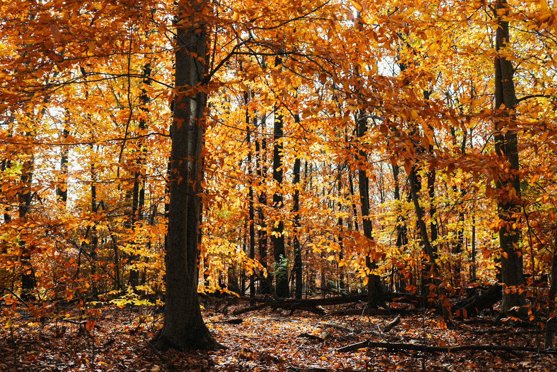 Briefly and then it's gone