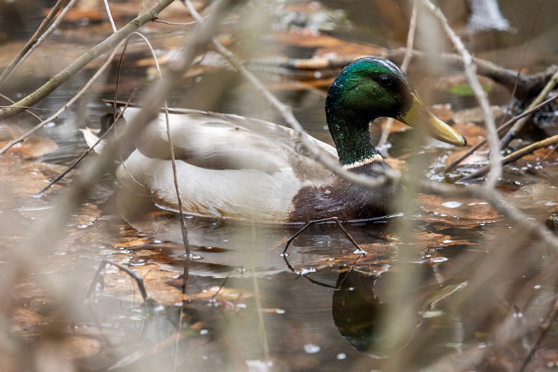 Never really had a doubt