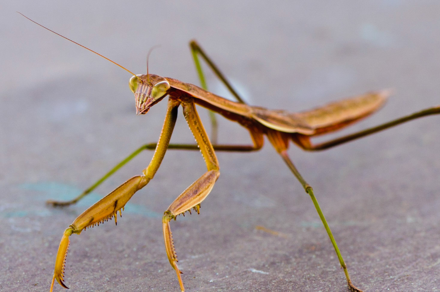 Praying Mantis