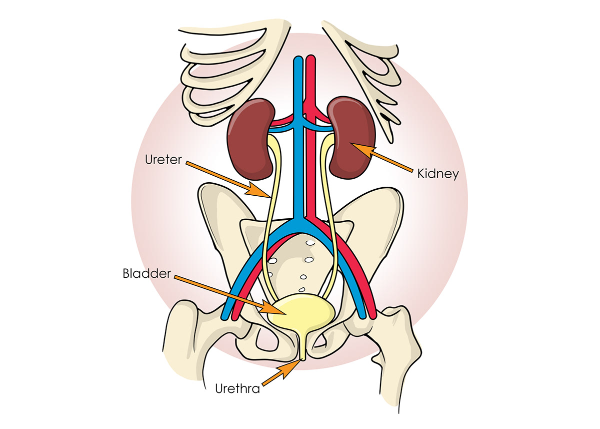 slmillustration - Functions of the Kidneys