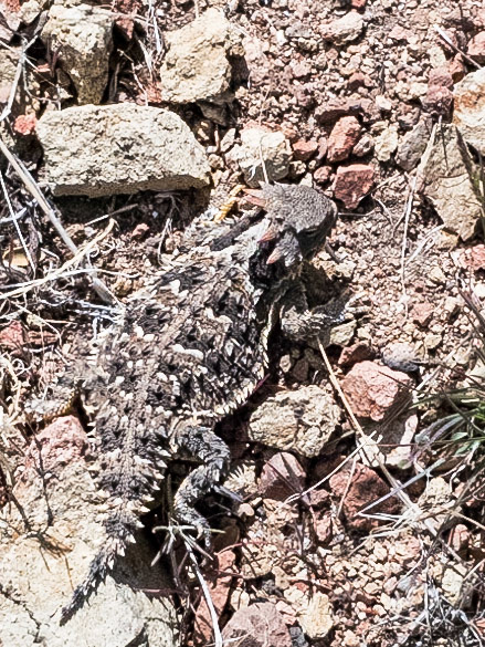Near Tehachapi