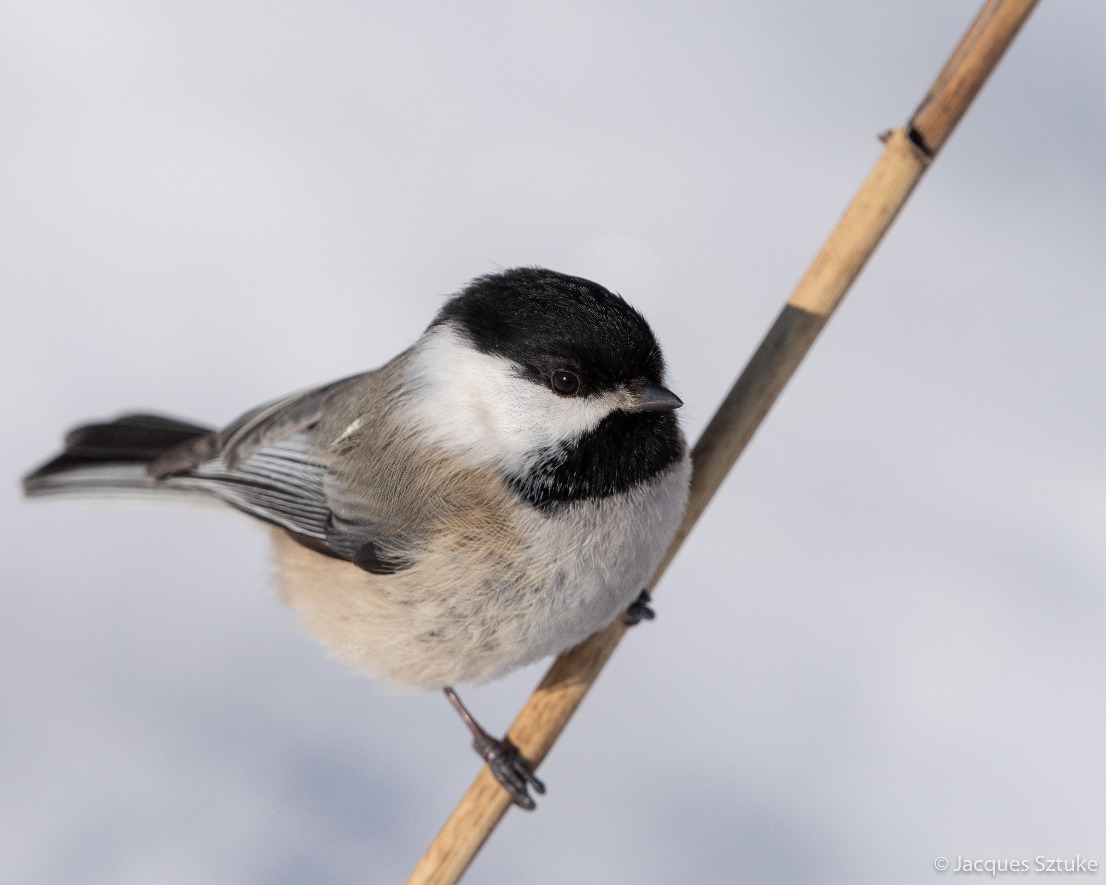 Jacques Sztuke Mesange A Tete Noire Black Capped Chickadee