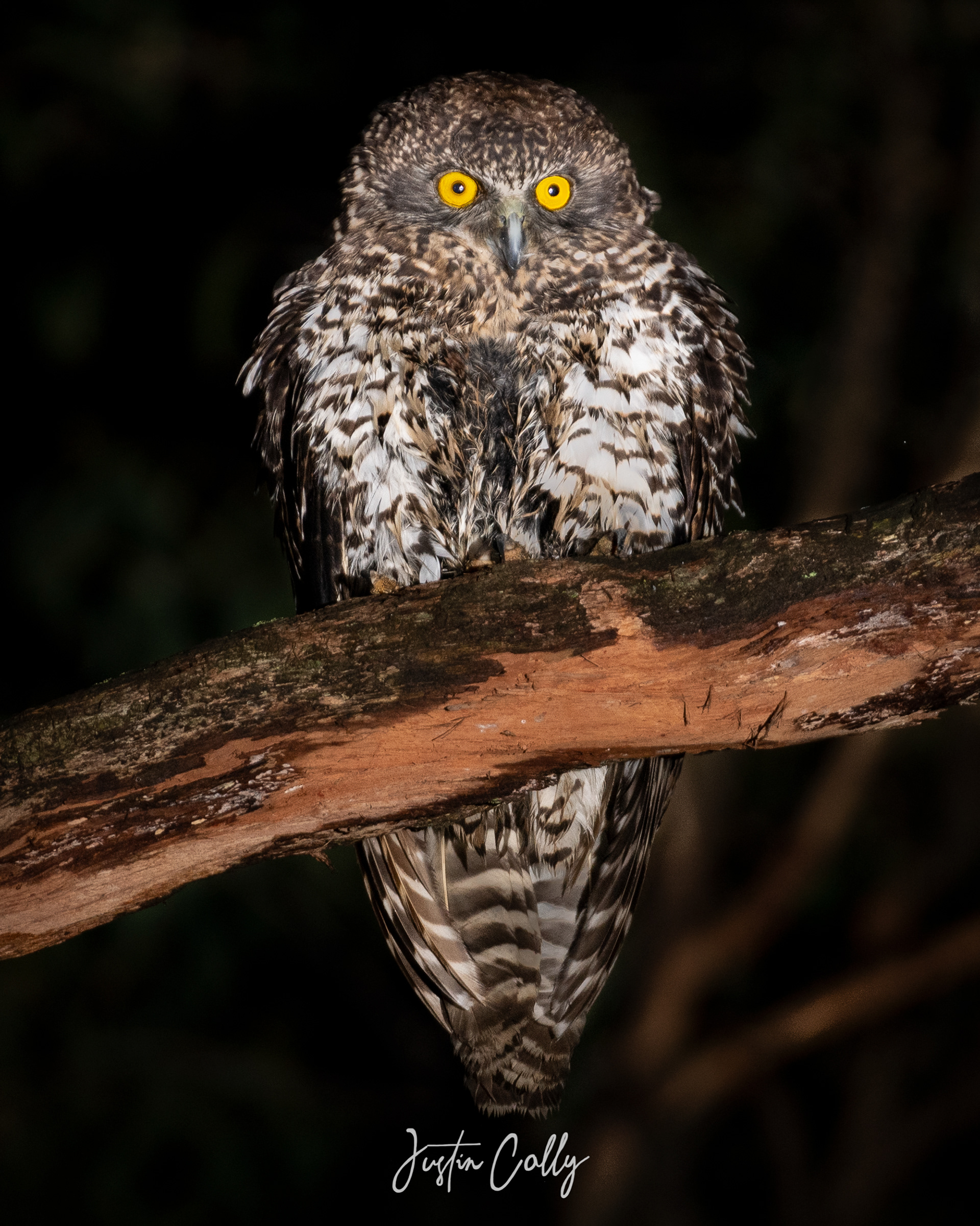 Poweful owl (Ninox strenua) in the Yarra Ranges, Australia