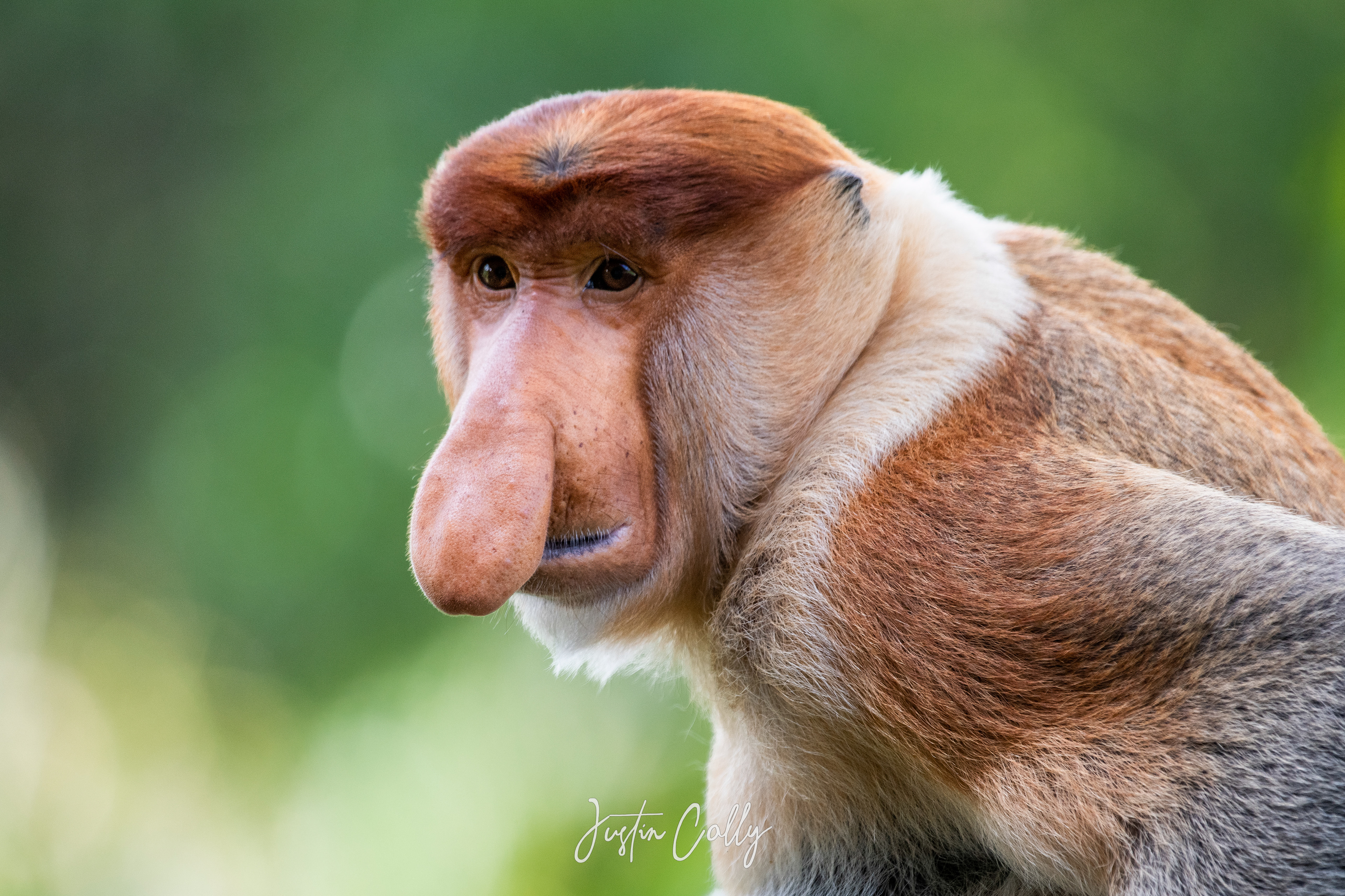 Male proboscis monkey (Nasalis larvatus) in Sepilok, Borneo