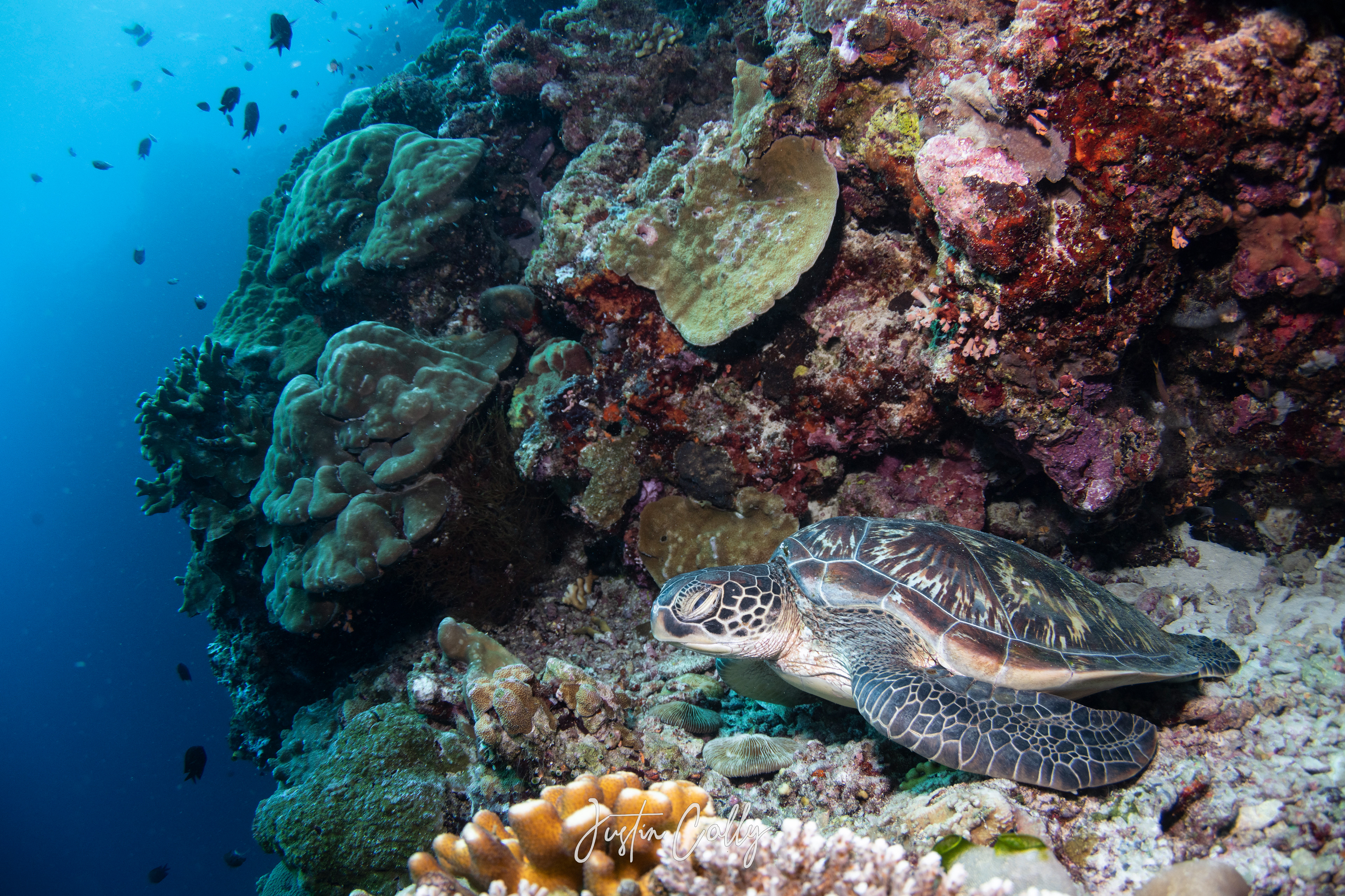 Green sea turtle (Chelonia mydas) in Sulawesi, Indonesia