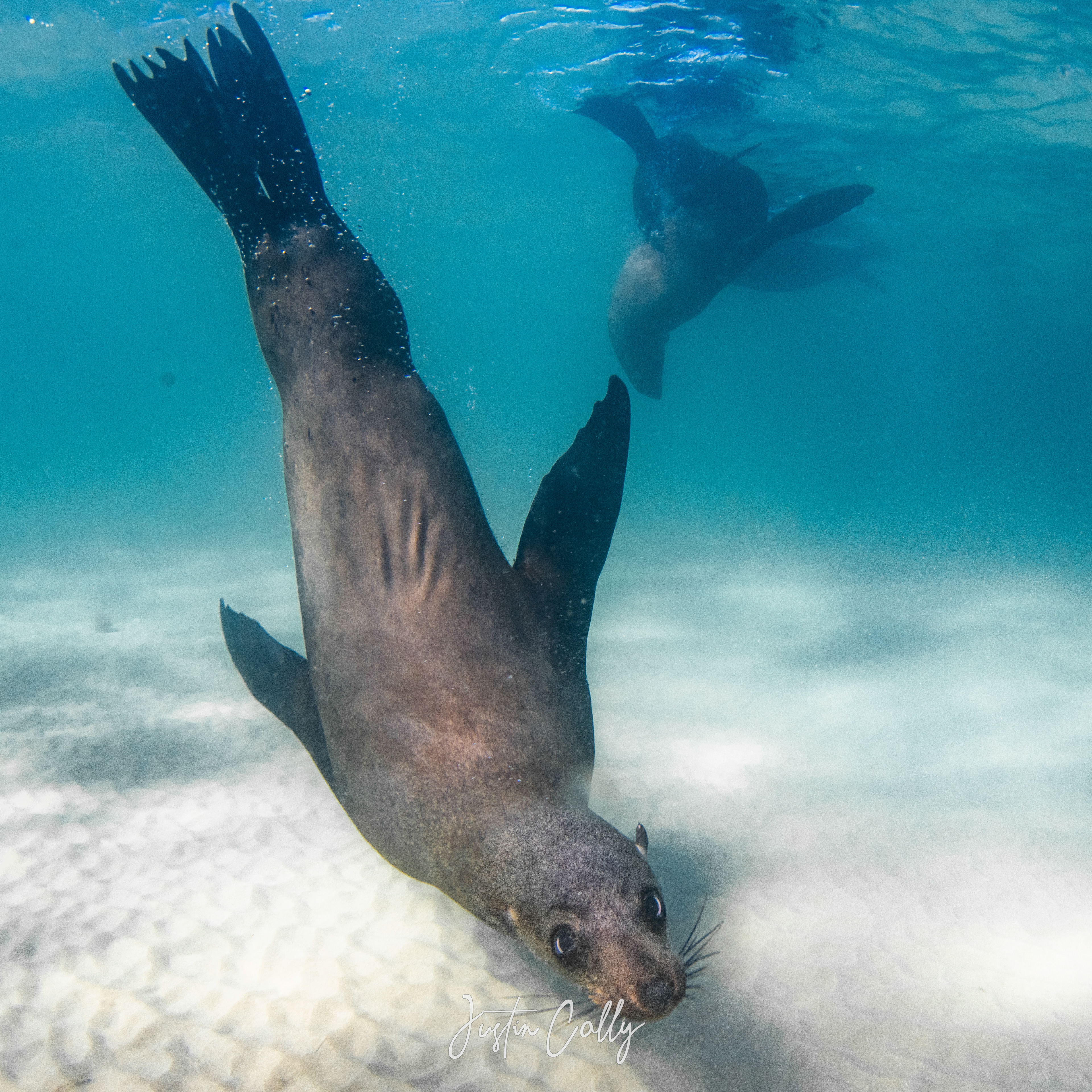 Australian fur seal