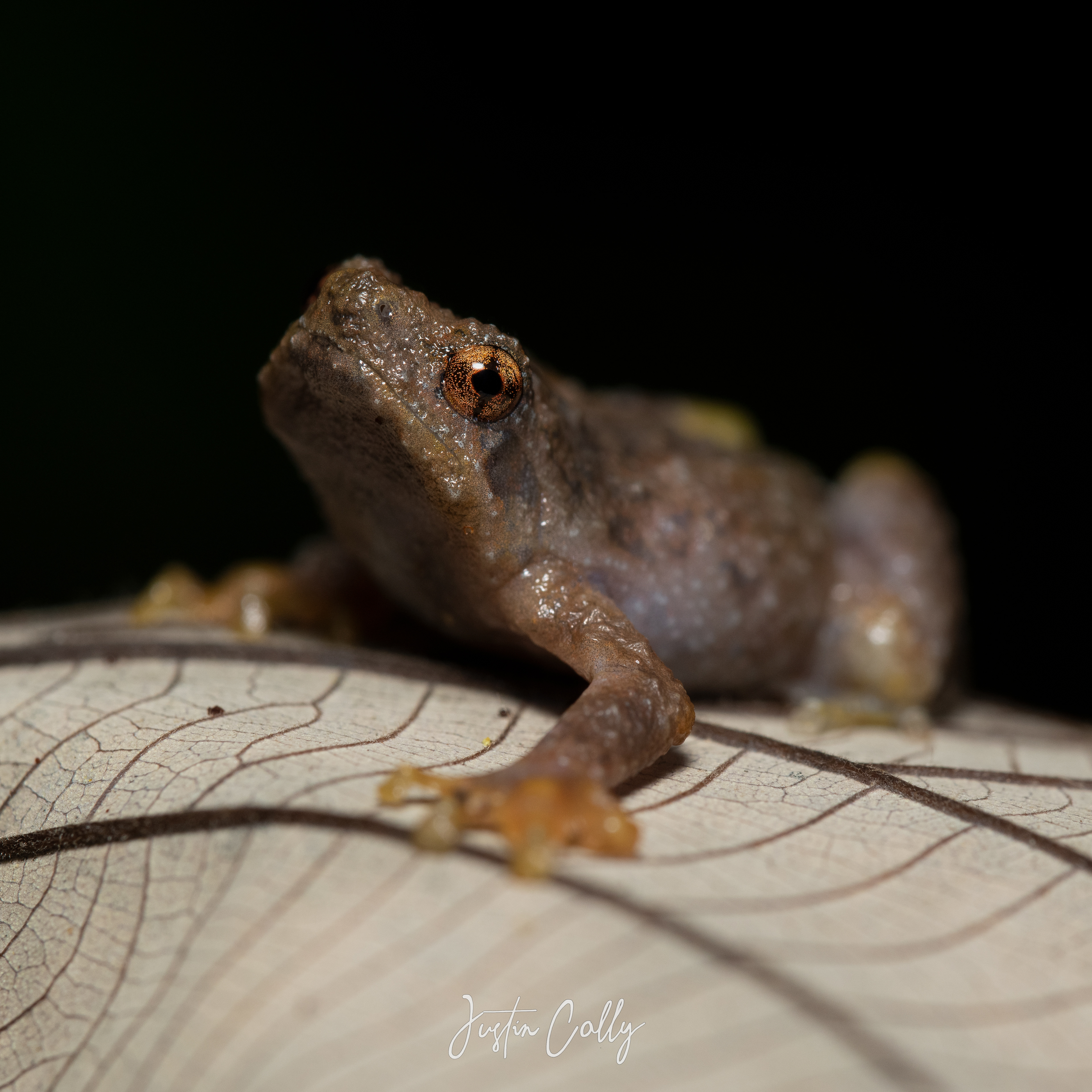 Bornean tree hole frog (Metaphrynella sundana) in Mulu, Borneo