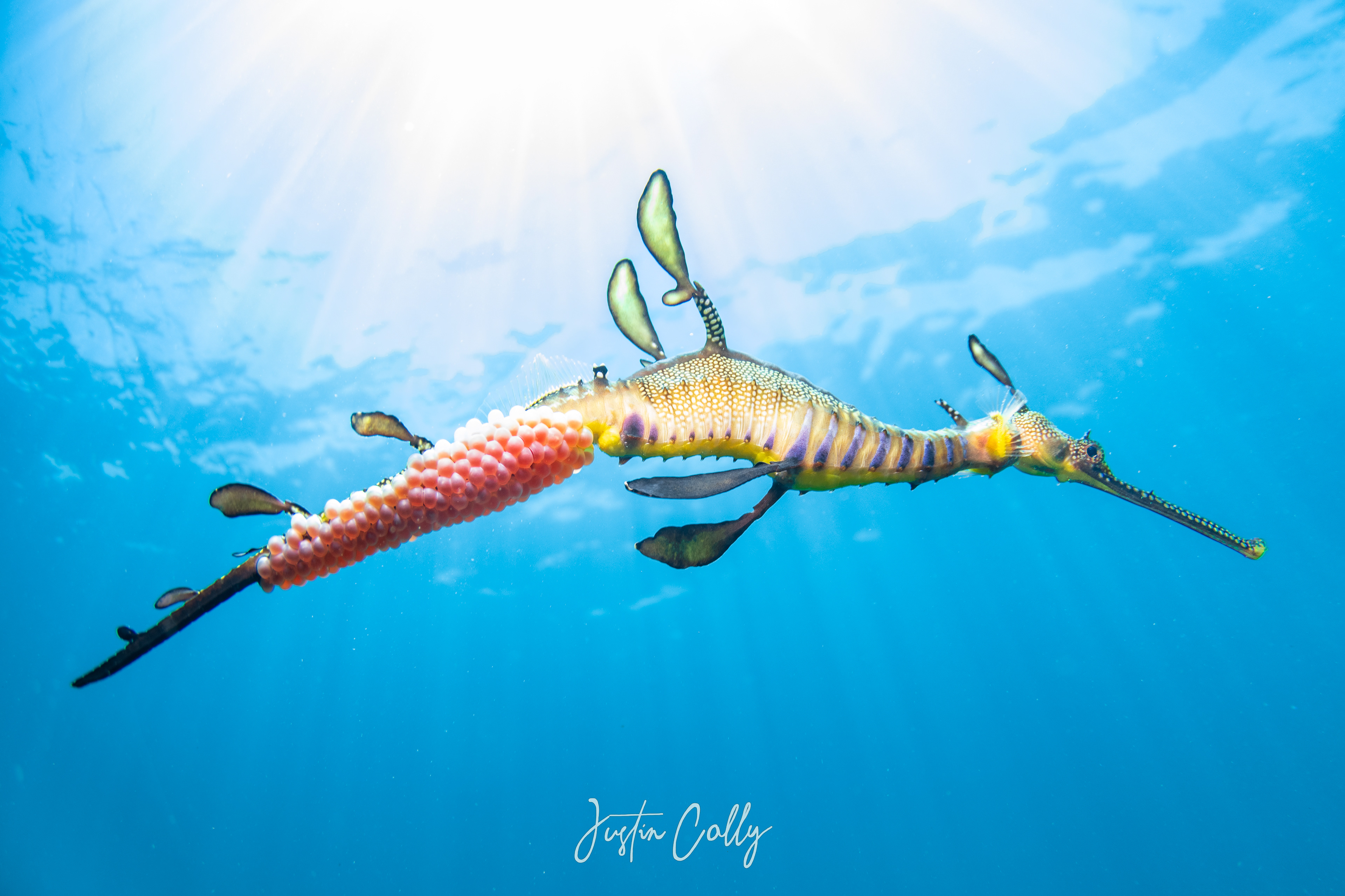 Weedy seadragon (Phyllopteryx taeniolatus) male