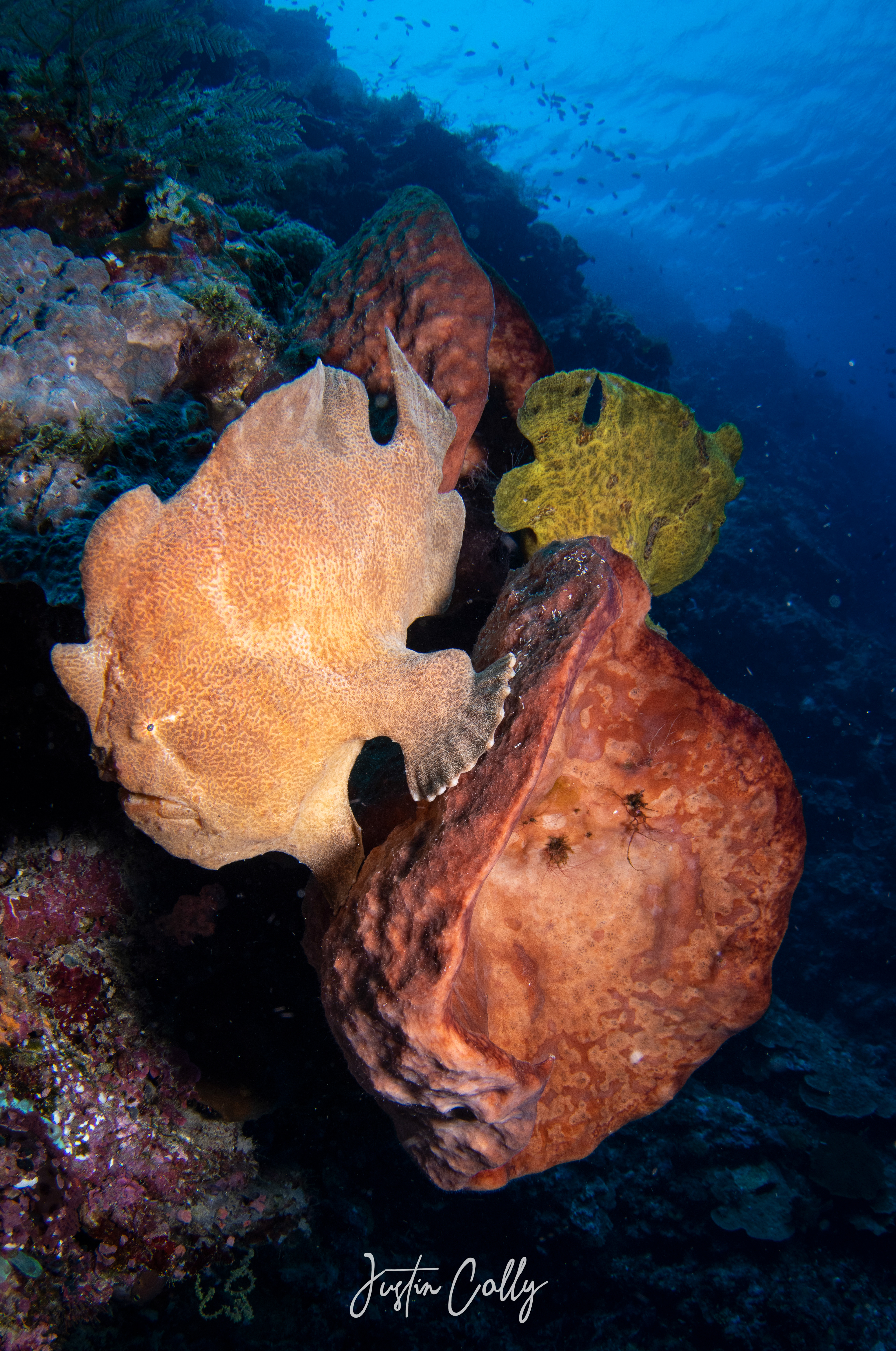 Giant frogfish (Antennarius commerson) in Sulawesi, Indonesia