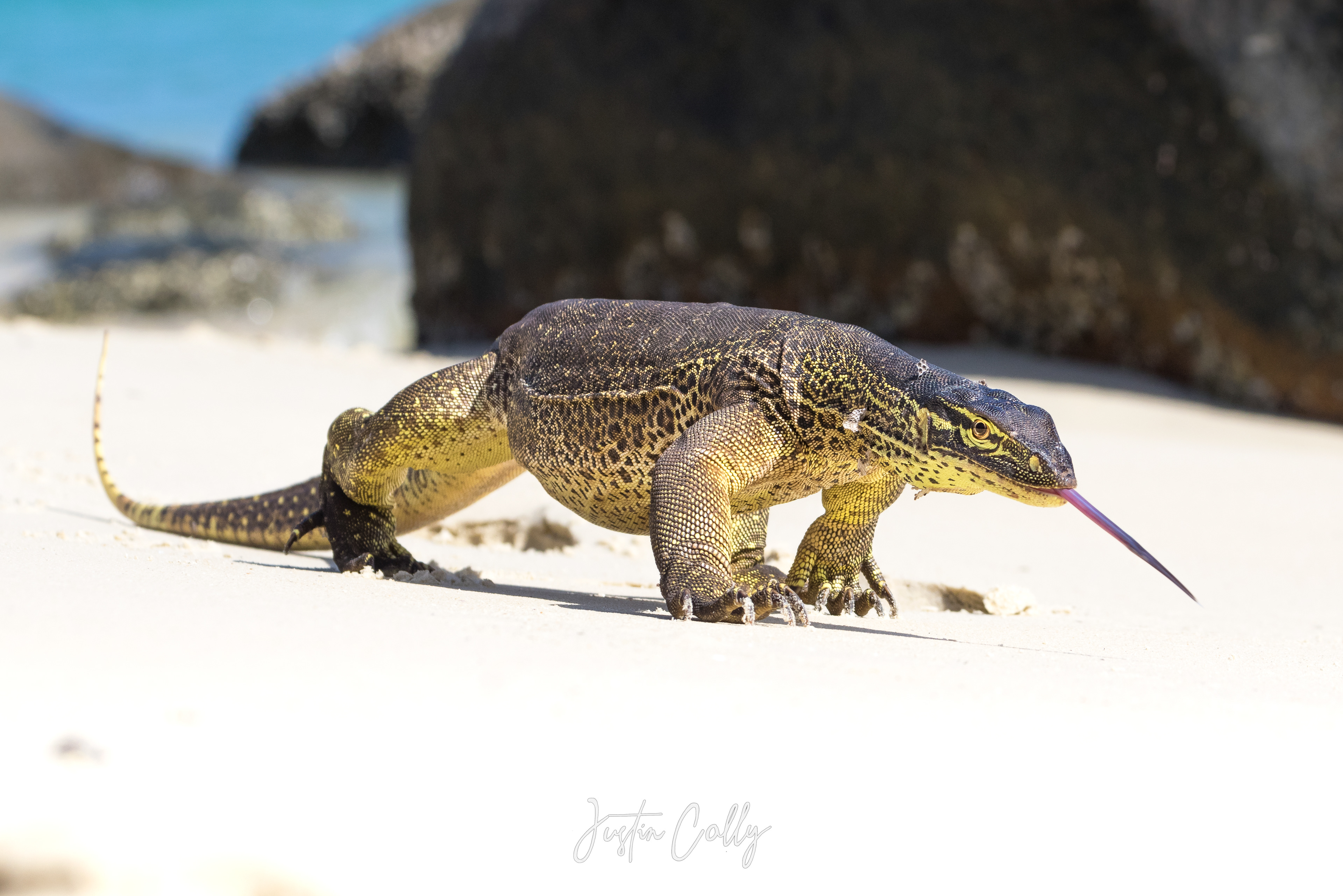 Yellow-spotted monitor (Varanus panoptes) in Bawaka, Australia