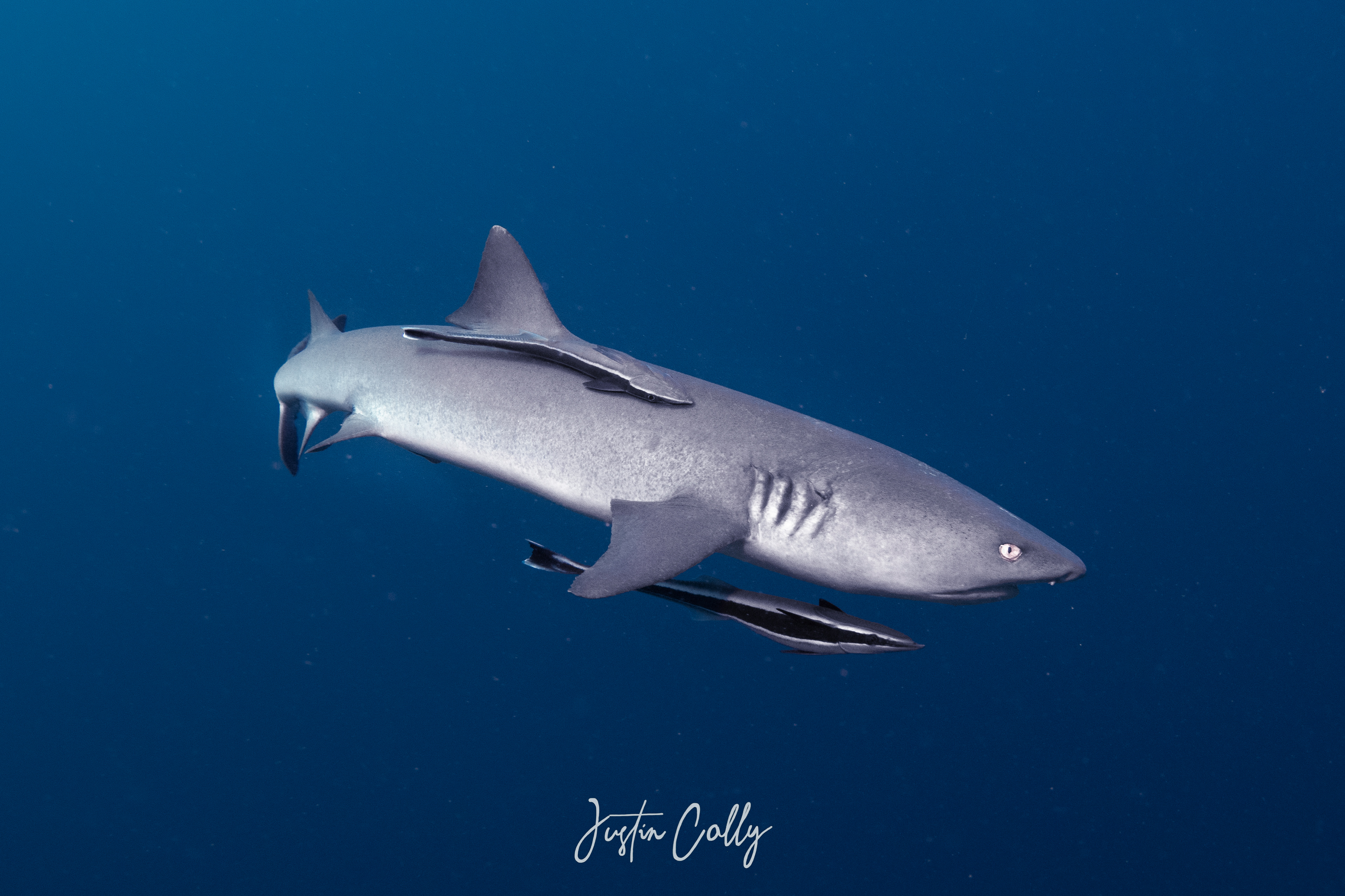 Whitetip reef shark (Triaenodon obesus) in Sipadan, Borneo