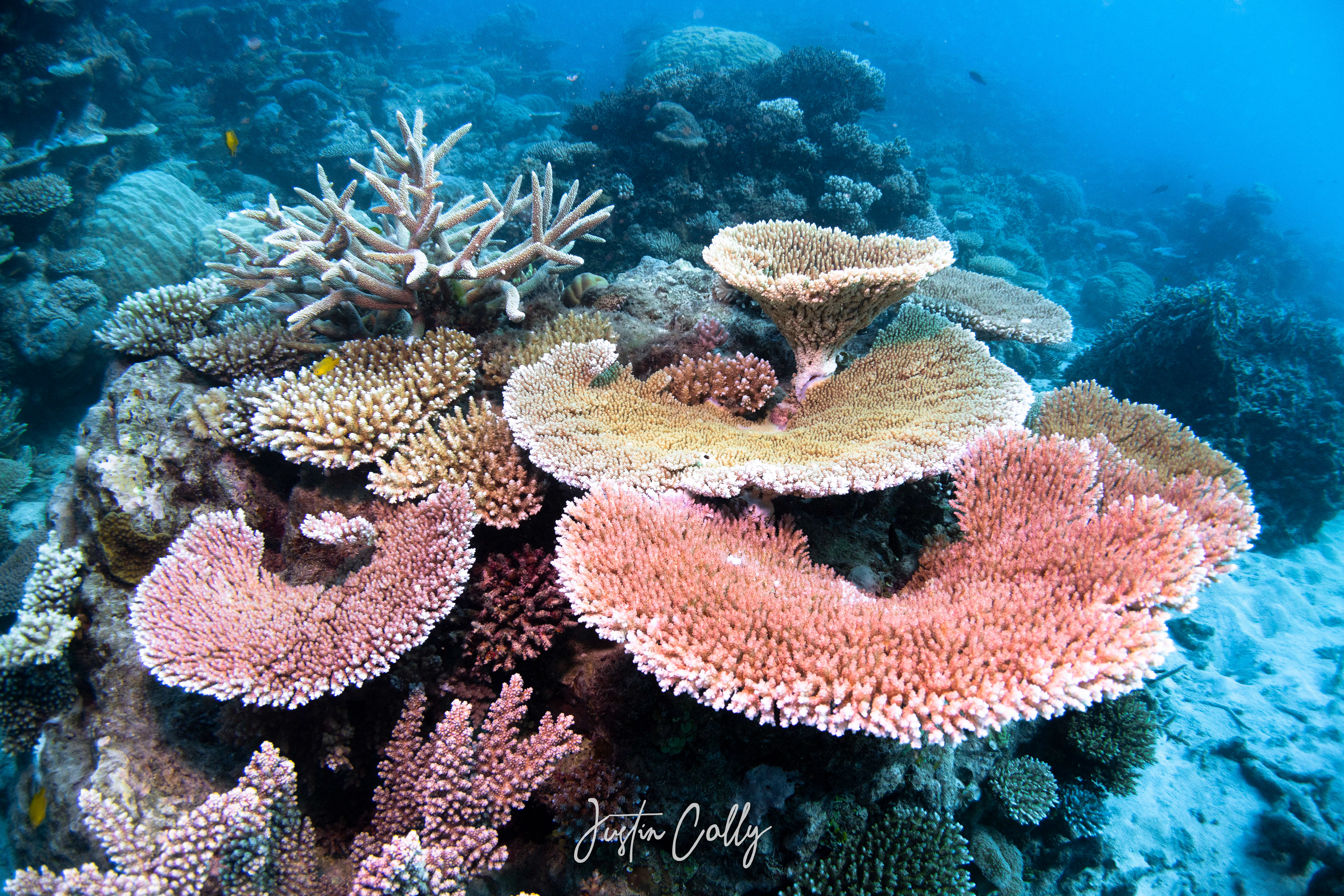 Acropora coral