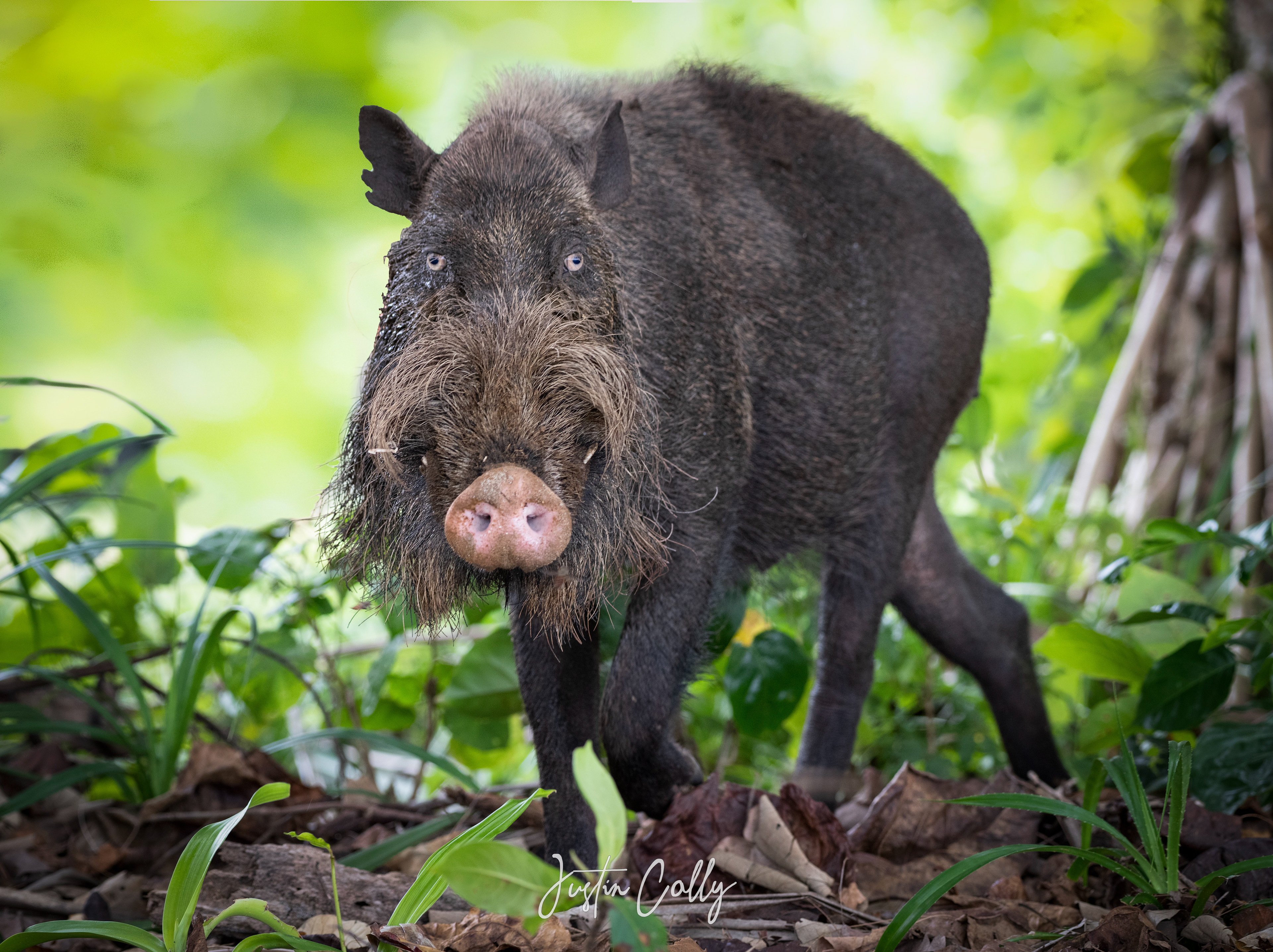 Bornean bearded pig (Sus barbatus) in Bako, Borneo
