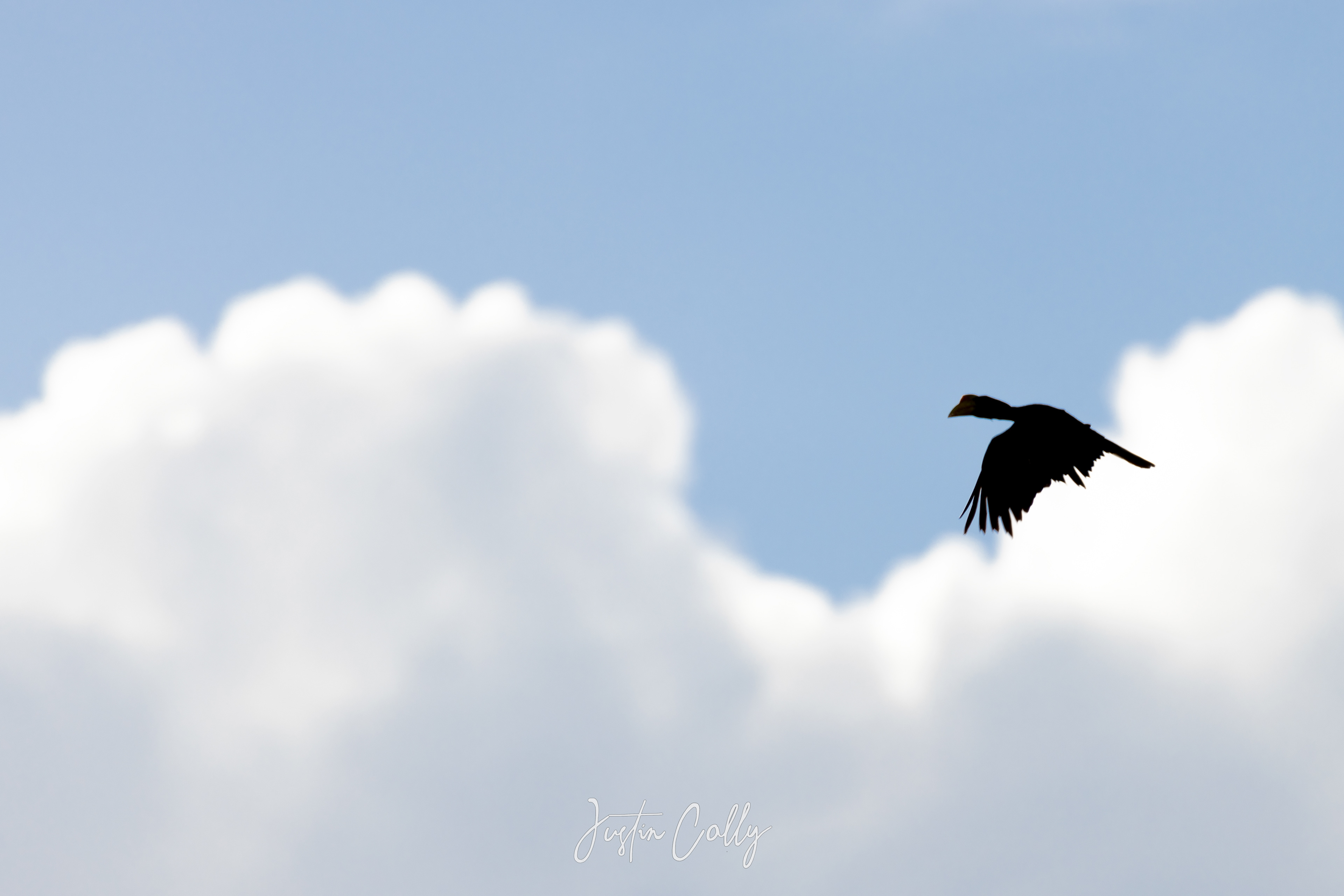 Oriental pied hornbill (Anthracoceros albirostris) over the Kinabatangan River, Borneo