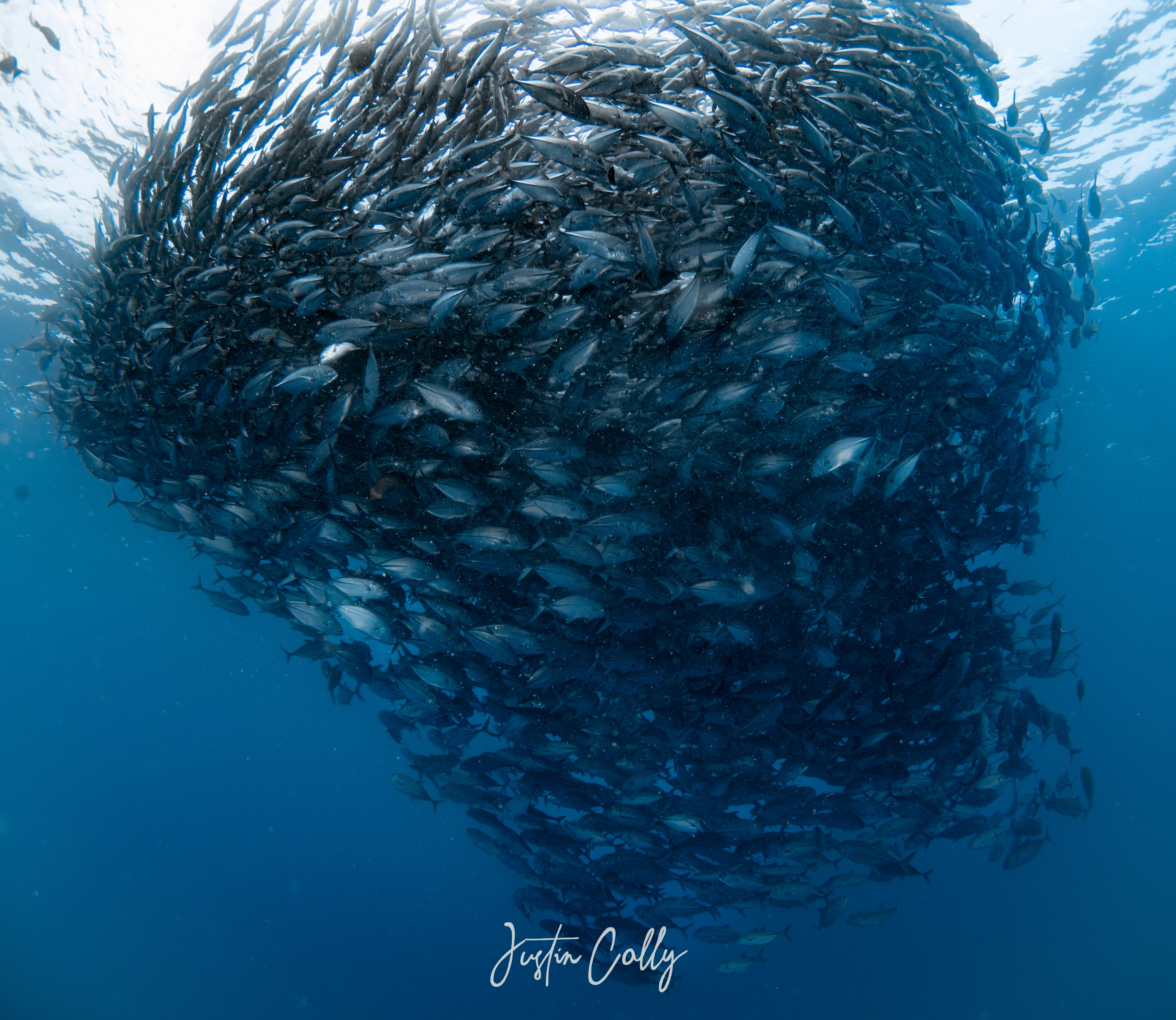 School of jackfish in Sipadan, Borneo