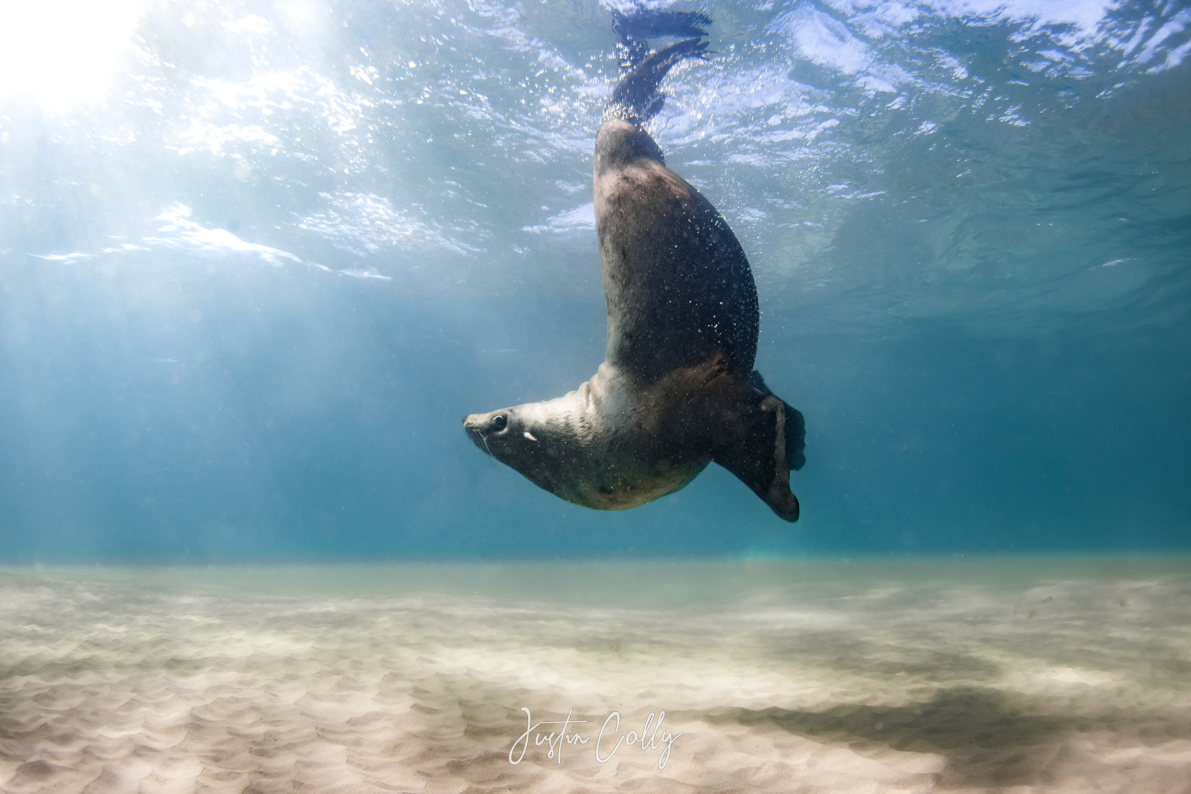 Australian fur seal