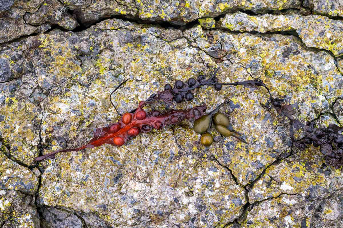 there are heroes in the seaweed