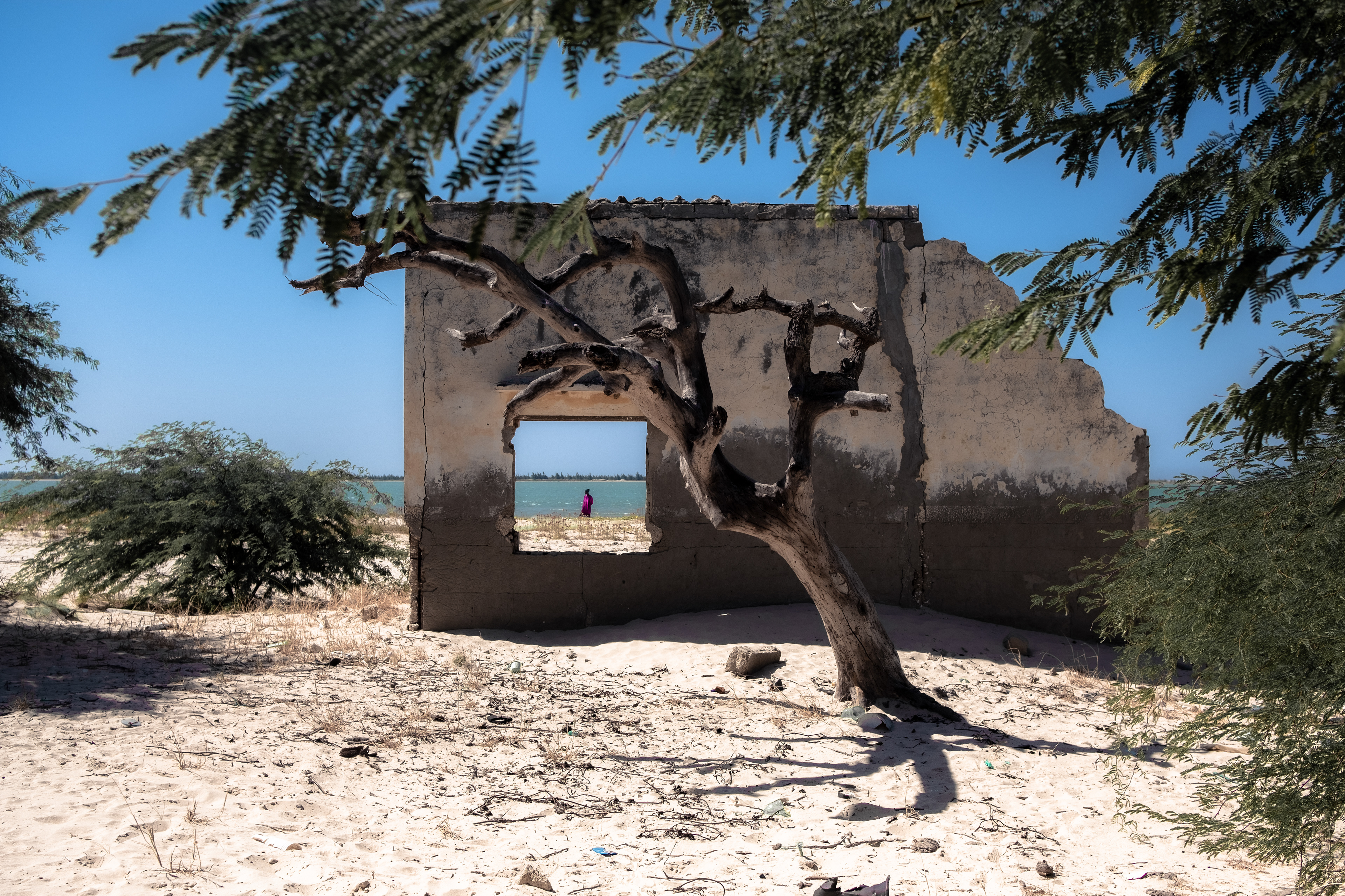 ARBRES DU SENEGAL © MARTIN PETEROLFF