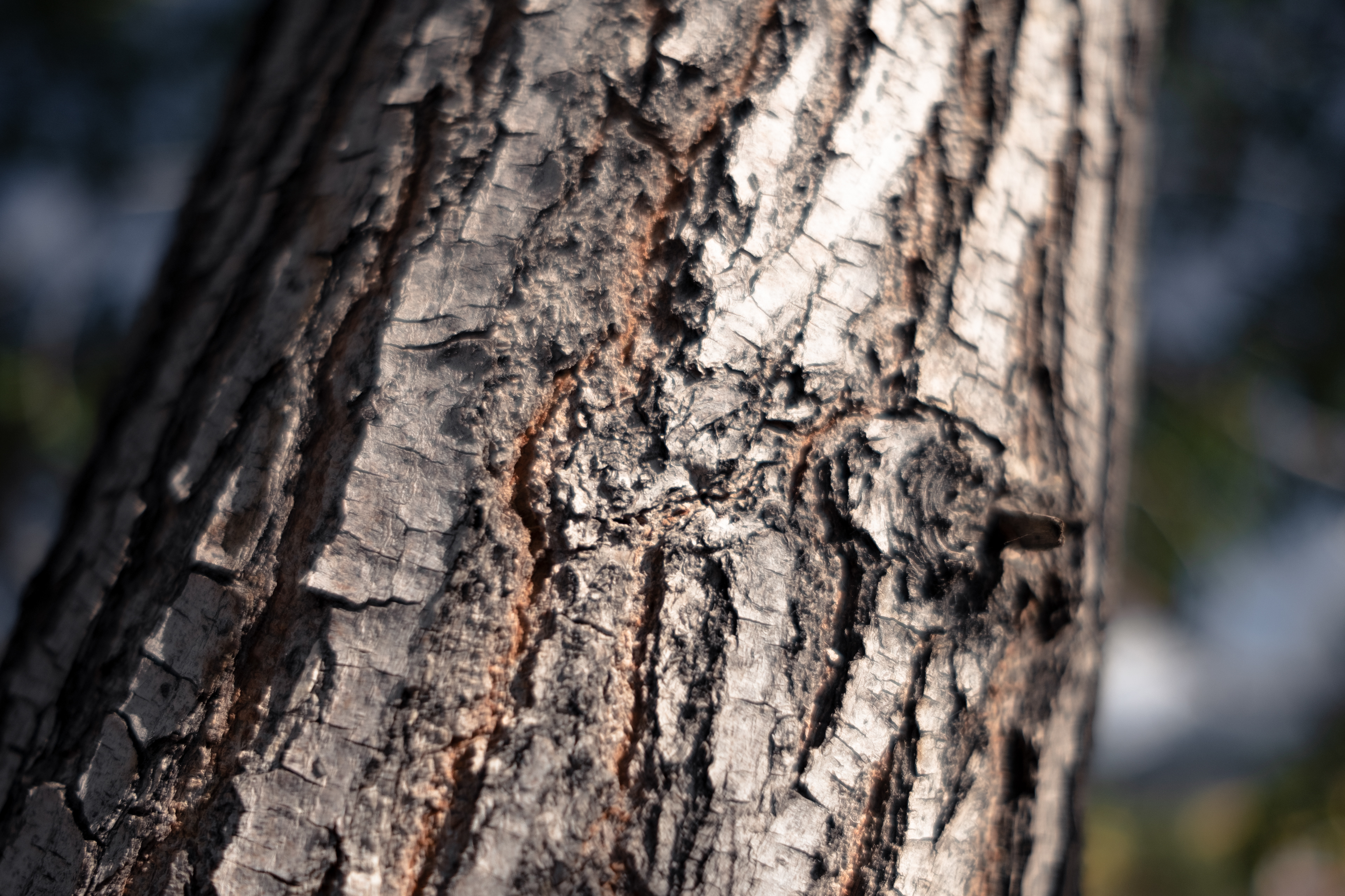 Arbre - lac Issyk Kul - Kirghizstan © MARTIN PETEROLFF