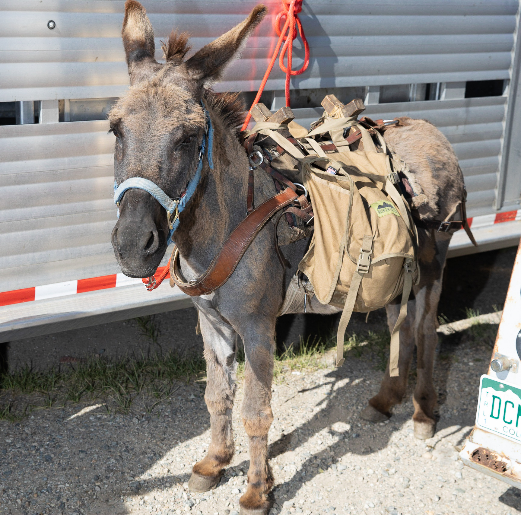 420 Photography Burro Days Fairplay