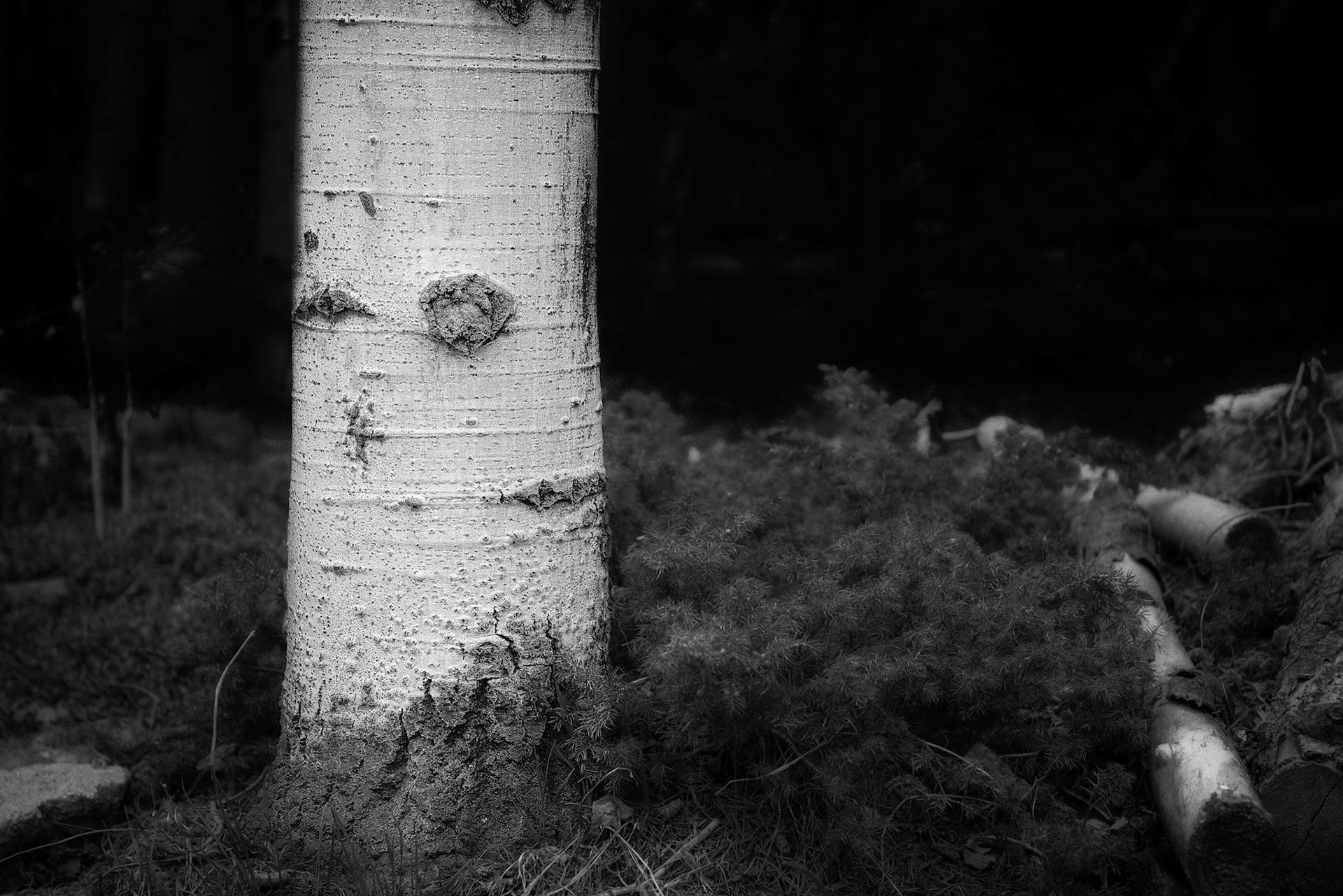 Aspen in the Forest