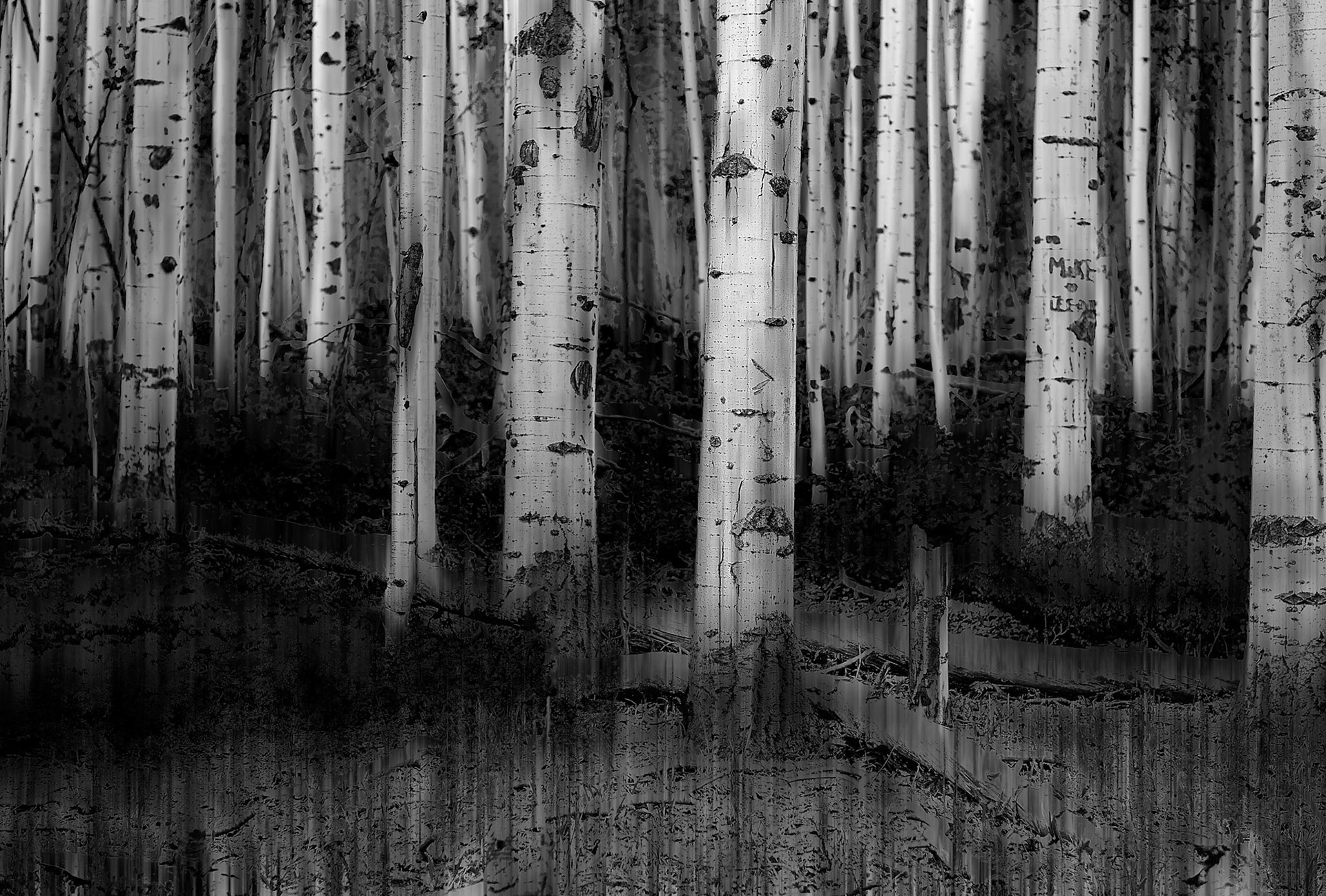 Colorado Aspens in Black and White