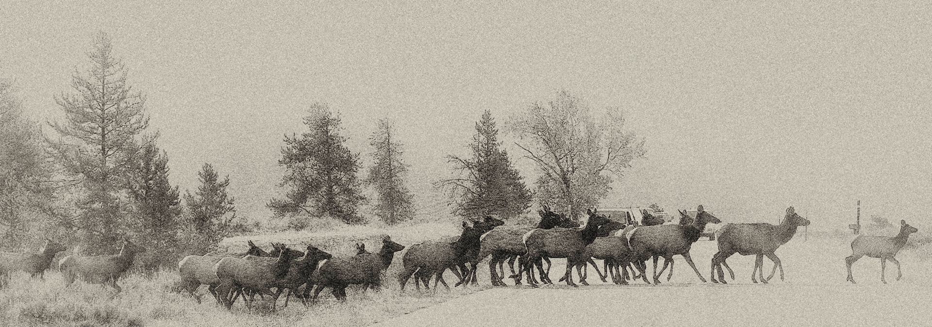 Elk Crosing The Road (Renewed)