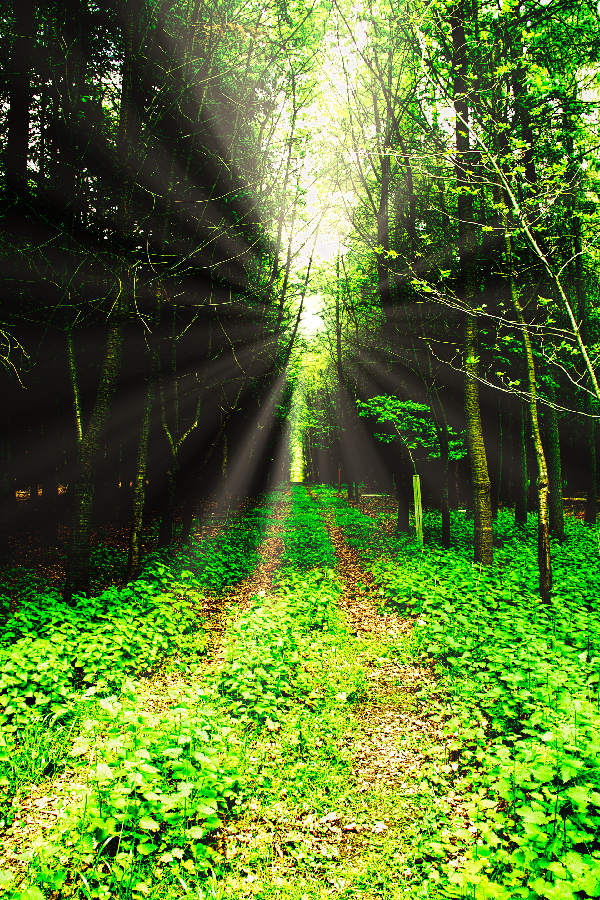 Tractor Trail