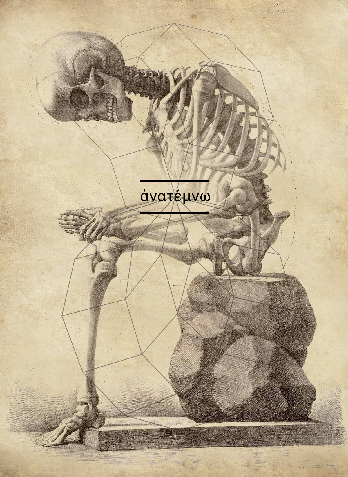 Скелет художественная анатомия