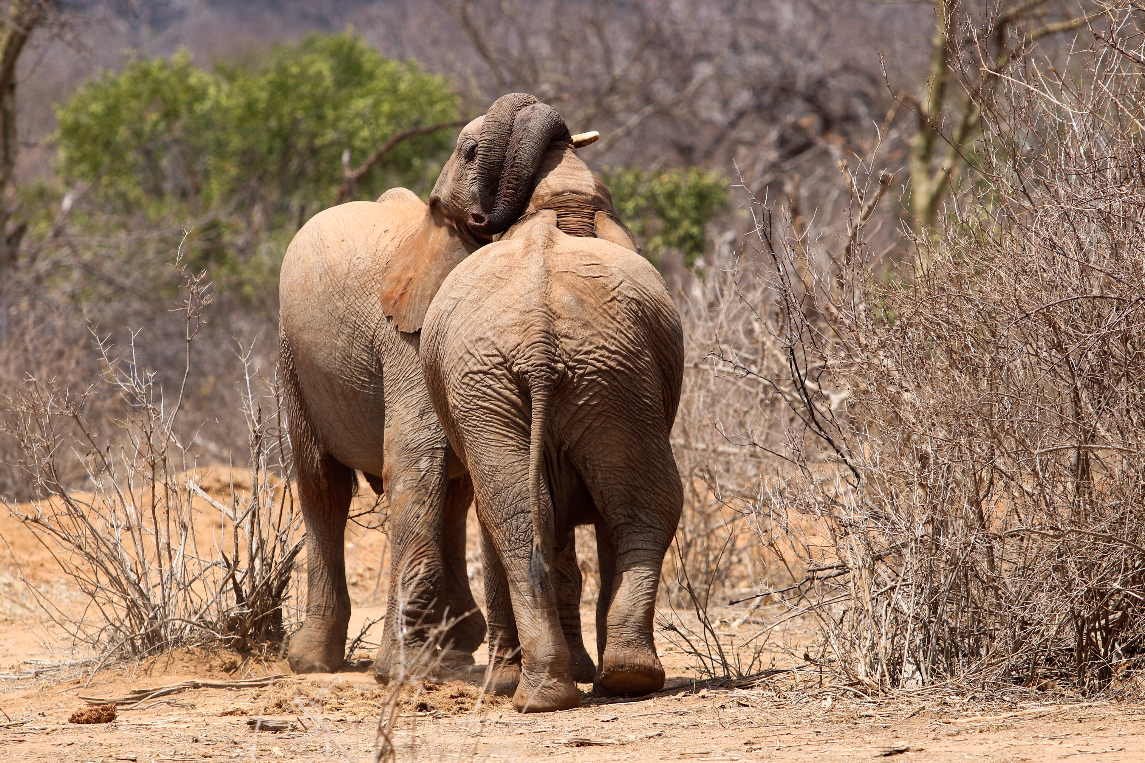 Ithumba, Tsavo East, Kenya