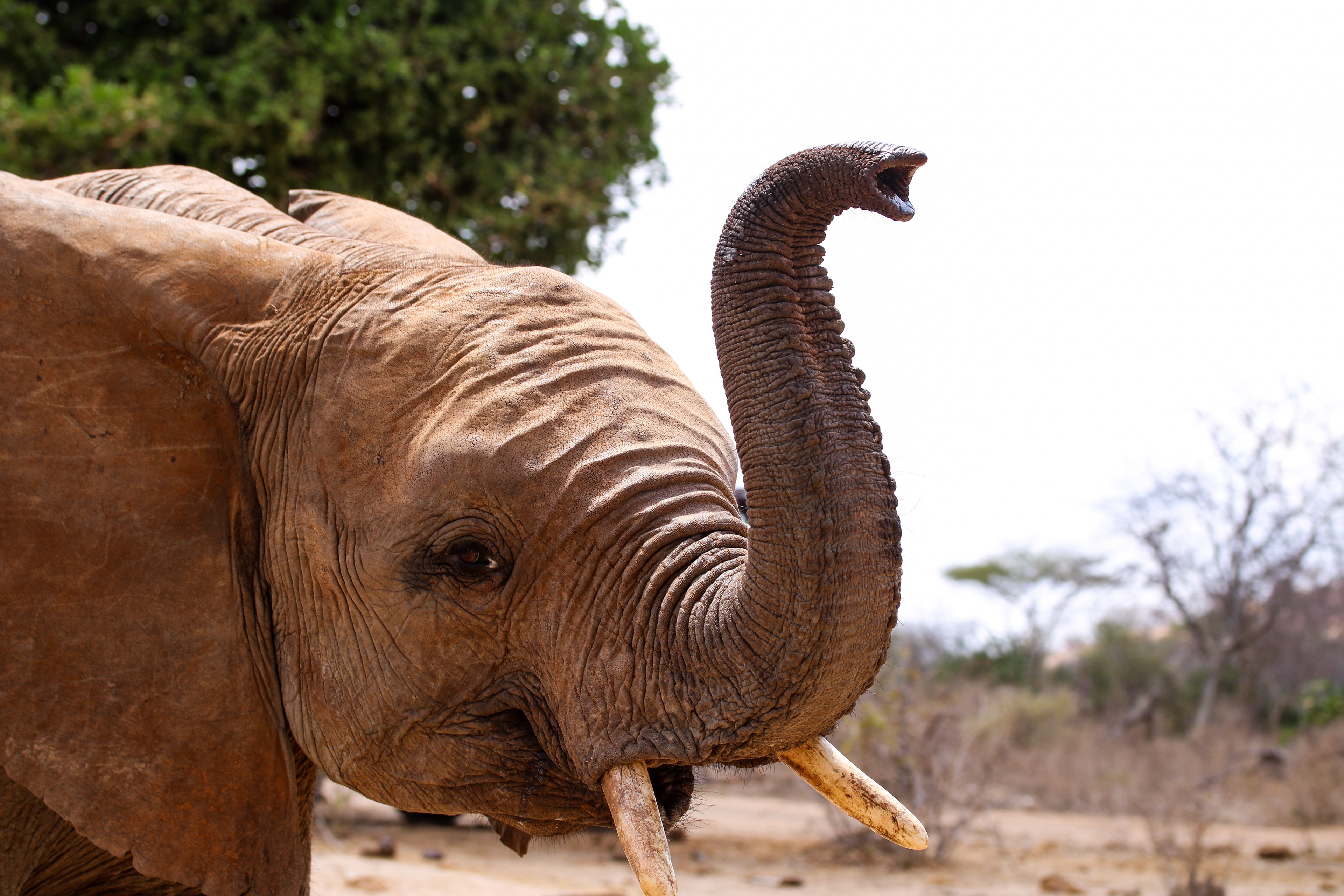 Ithumba, Tsavo East, Kenya