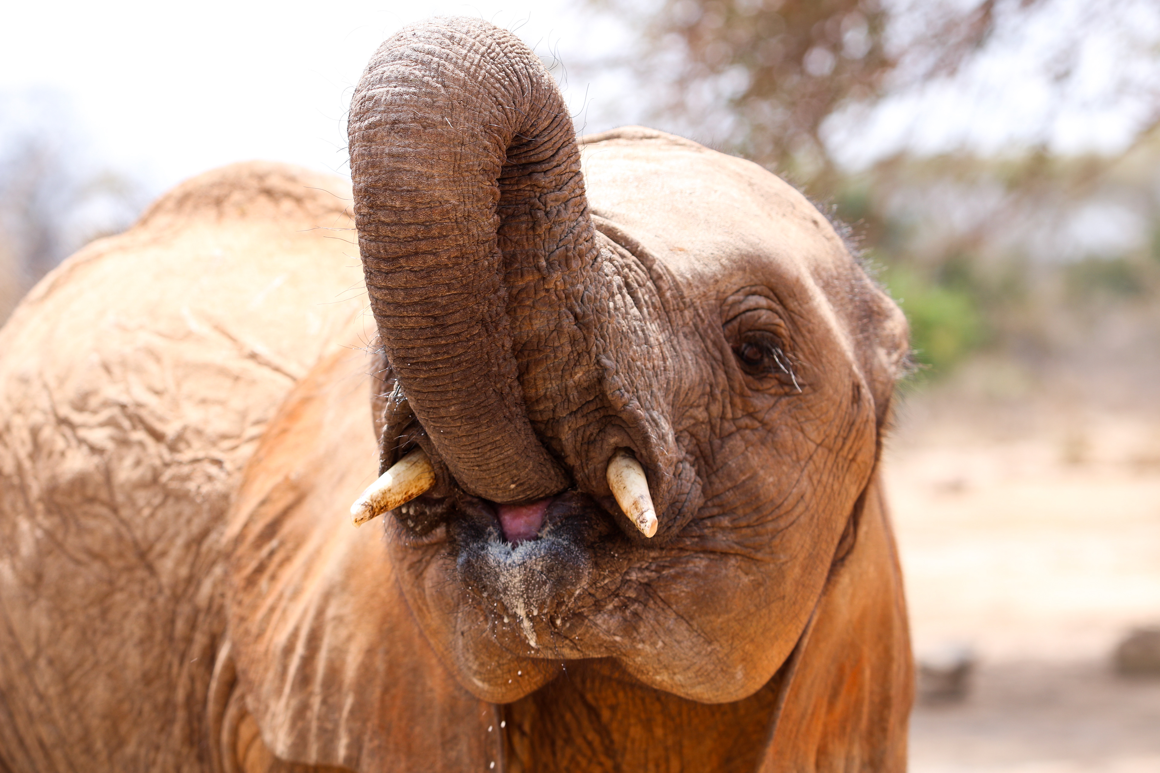 Ithumba, Tsavo East, Kenya