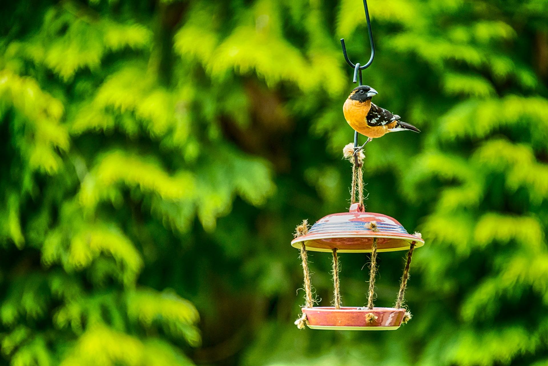 Grosbeak on a Covered Bird Feeder