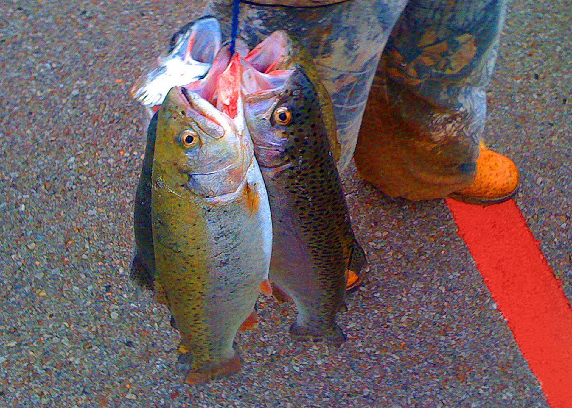 Pawhuska Trout Tournament