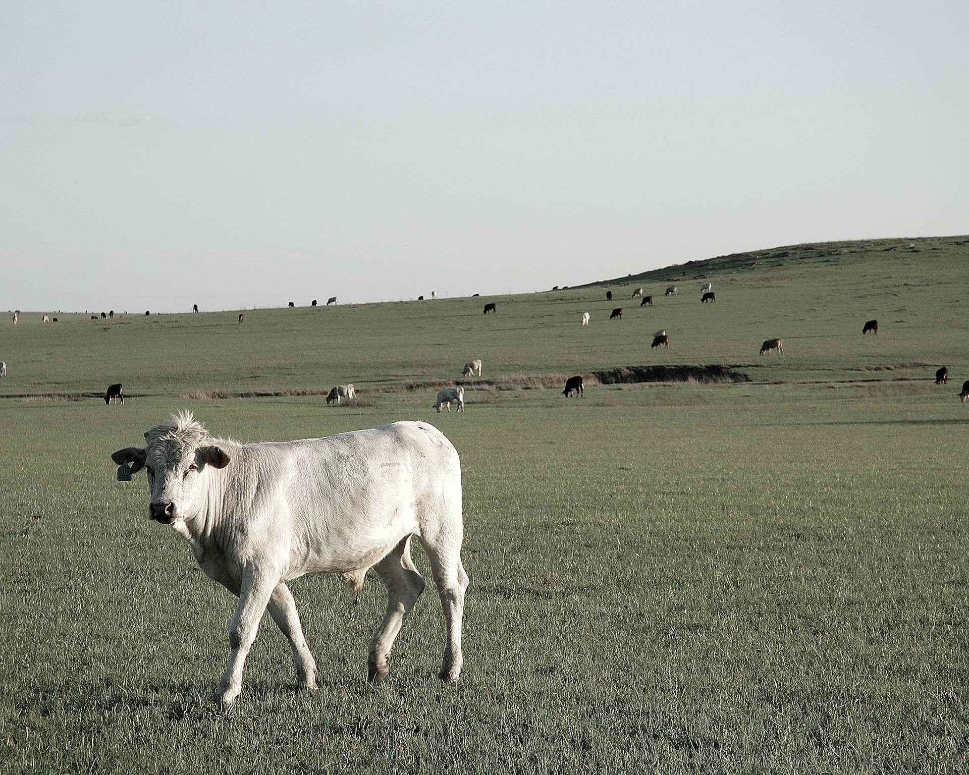 Grazing