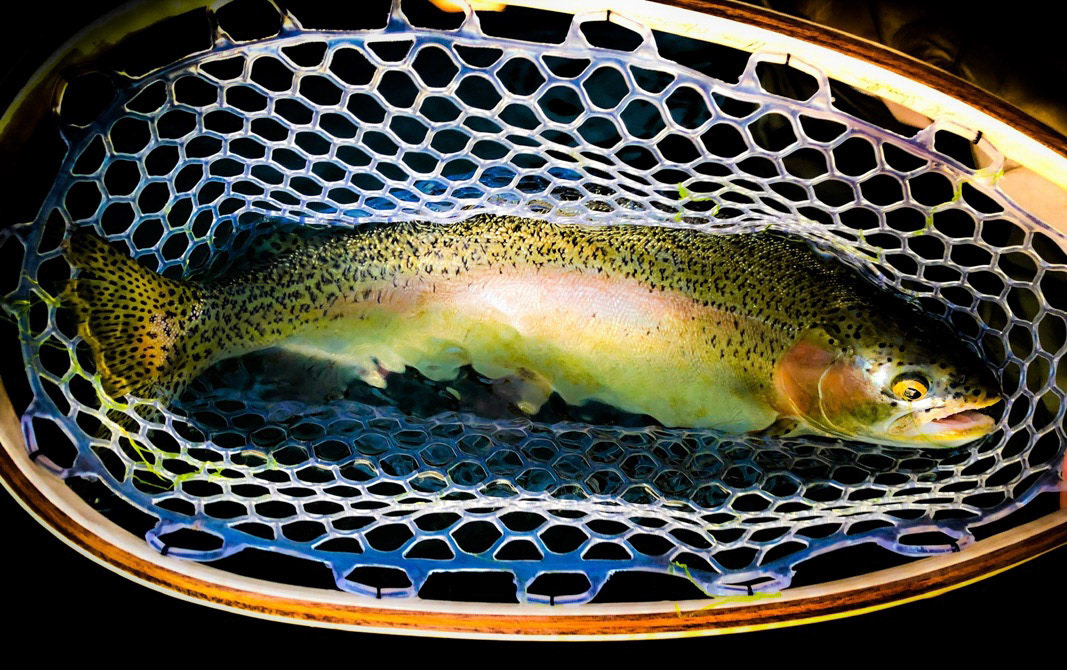 Rainbow, Rainbow, Rainbow. And I let the Fish Go - E Bishop