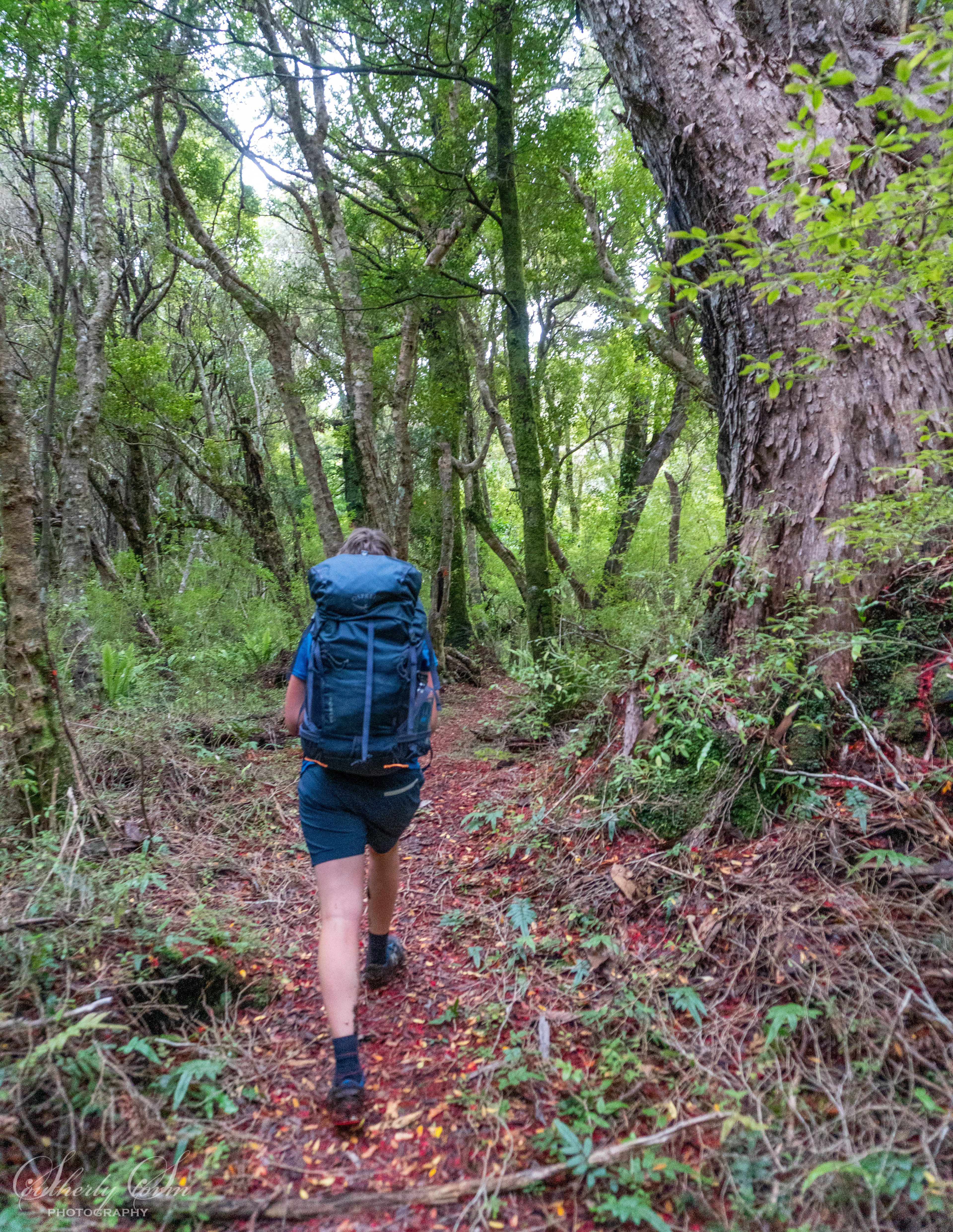 Tramper on the Tautuku Biv Track