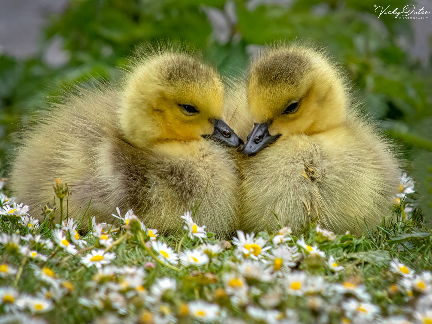Canadian goslings