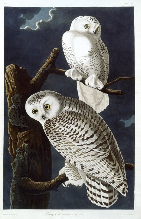 J.J. Audubon, Birds of America. Snowy owl, 1827-1838, aquatint.