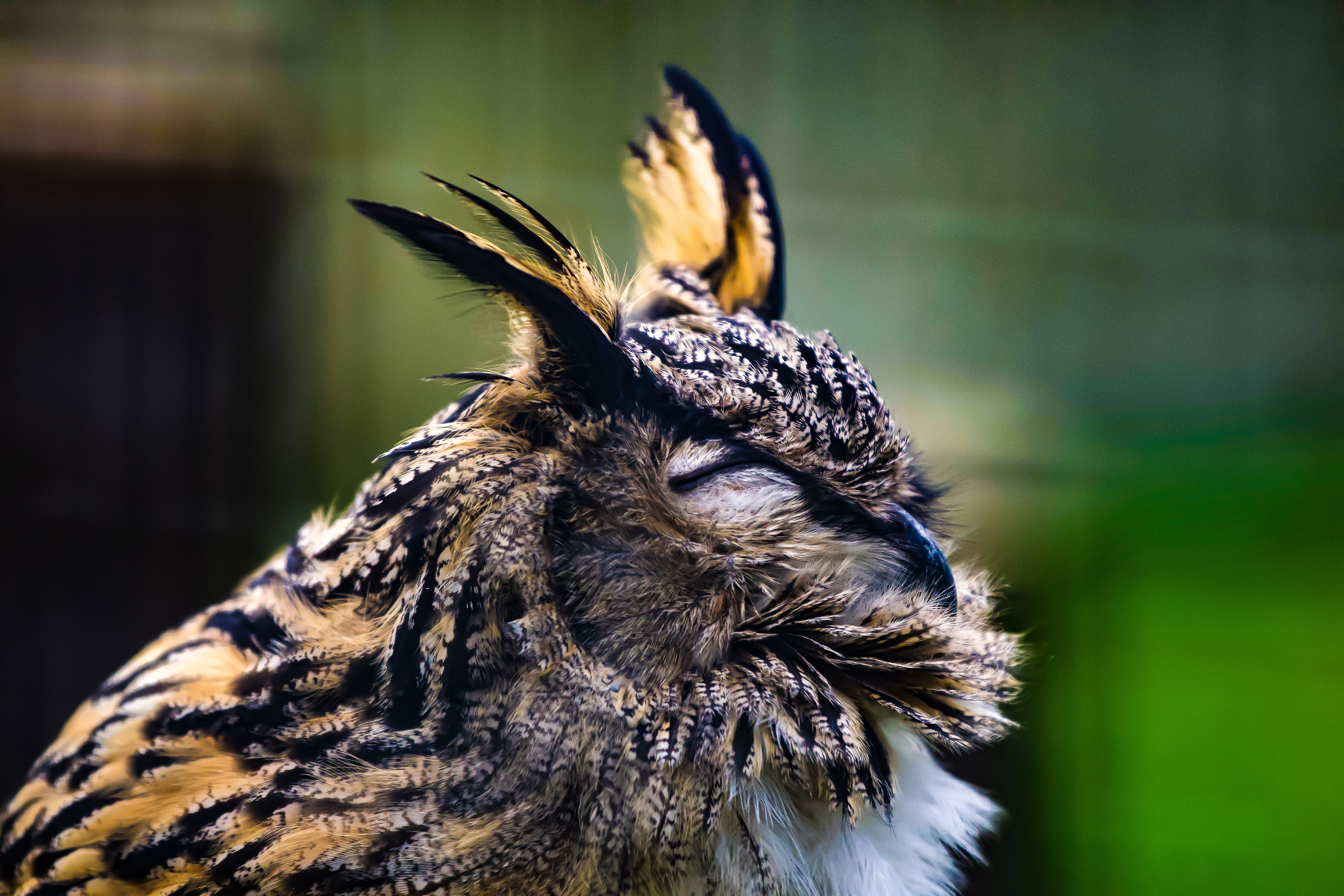 Uhu - Bubo Bubo