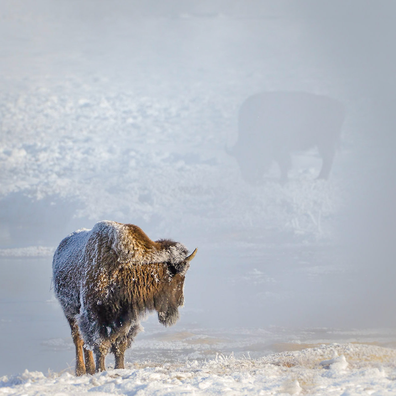 "Ghost of the Bison", Yellowstone National Park, 2015