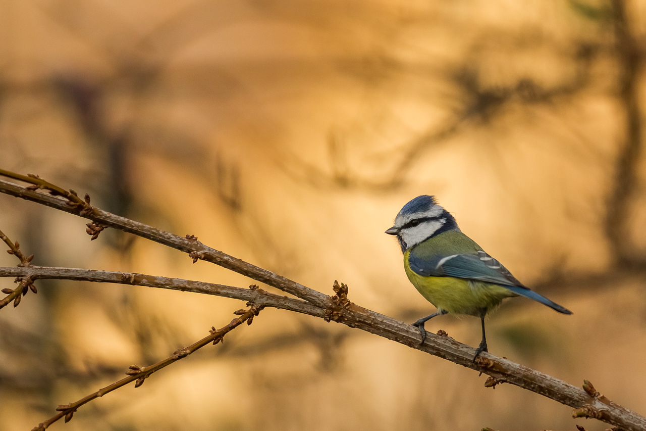 Mésange Bleue