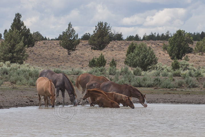 Palomino Buttes HMA, Oregon Band - Image #7932
