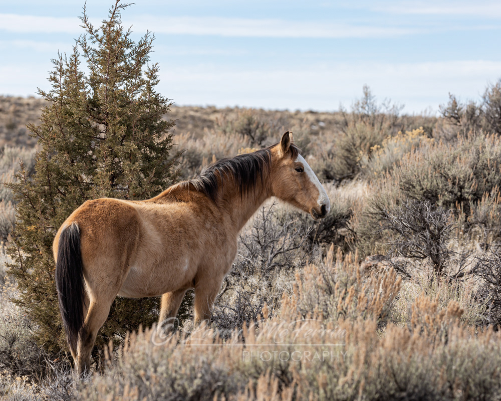 Noelle - S. Steens HMA Mare - Image #5110