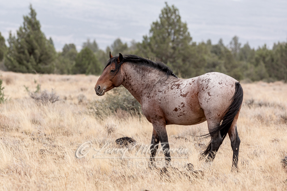 Fuego - S. Steens HMA Stallion - Image #2733