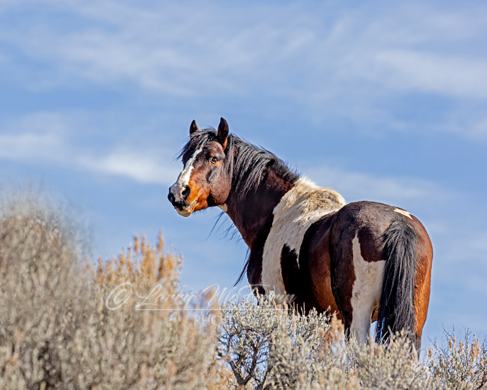 Cortez - S. Steens HMA Stallion - Image #5324