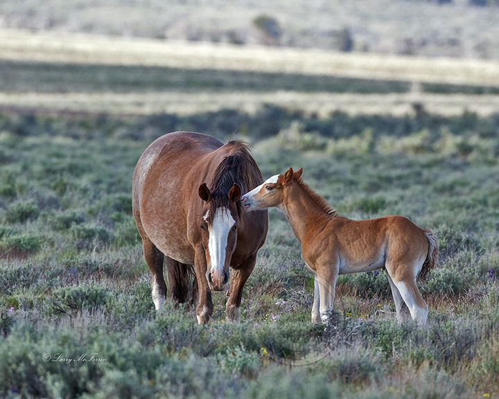 Palomino Buttes HMA, Oregon Mare & Foal - Image #8507