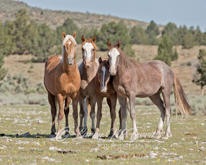 Palomino Buttes HMA, Oregon Bachelors - Image #4476